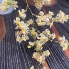 Oncidium Twinkle 'Fragrance Fantasy' - flori albe parfumate