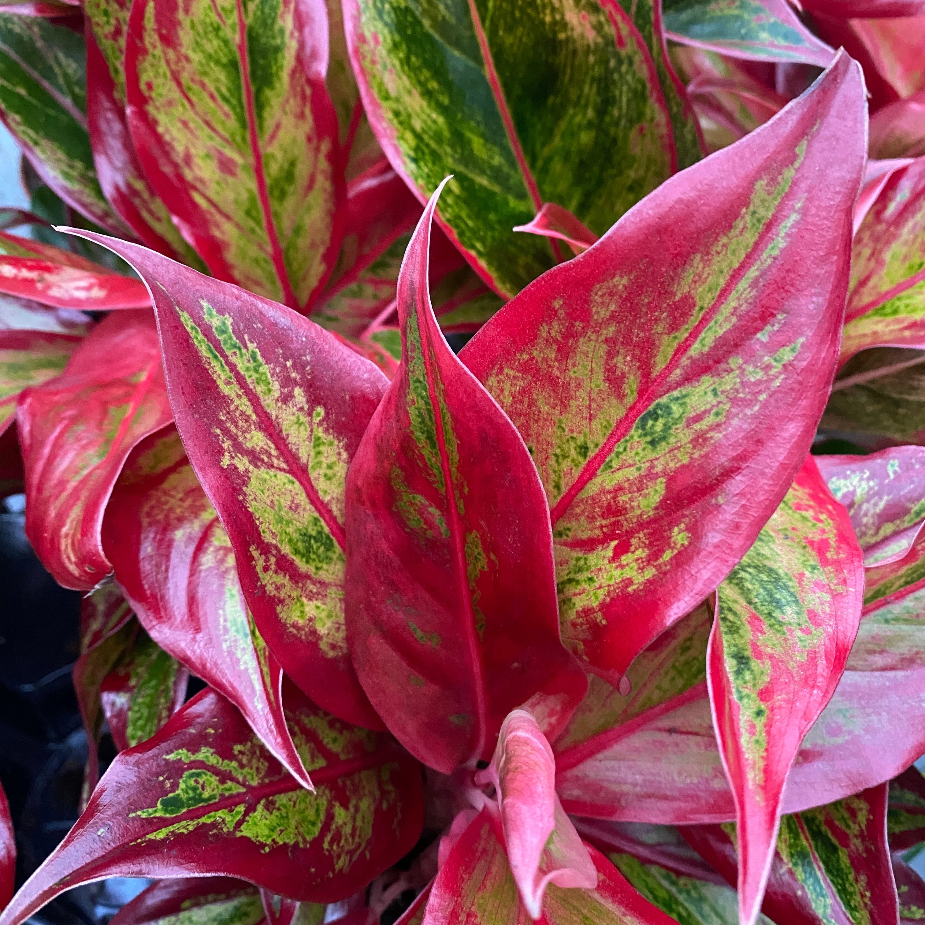 aglaonema commutatum crete Aglaonema 'Crete Flame' (Red Fire) – Secret Garden Plant Shop