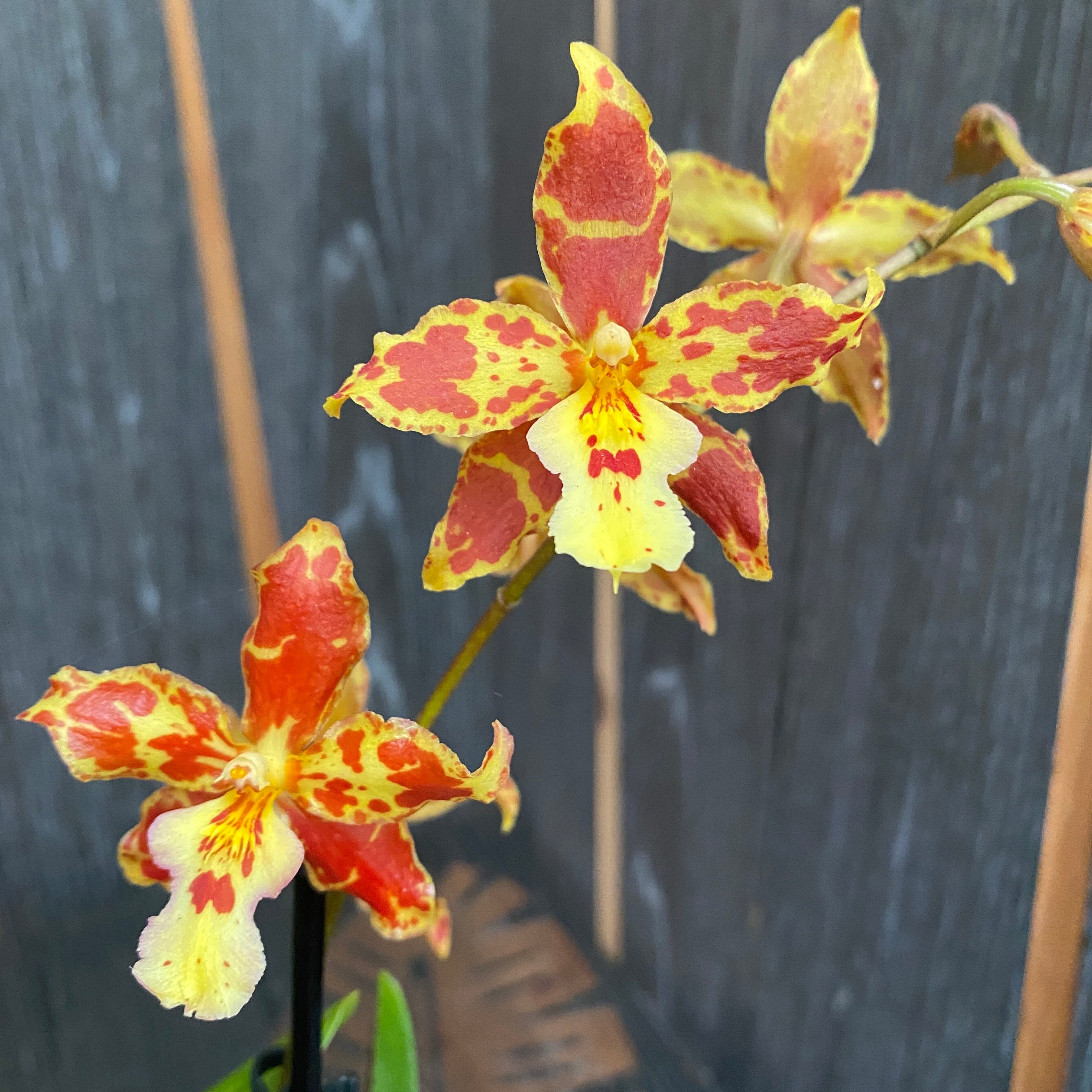 Odontocidium Tiger Tail