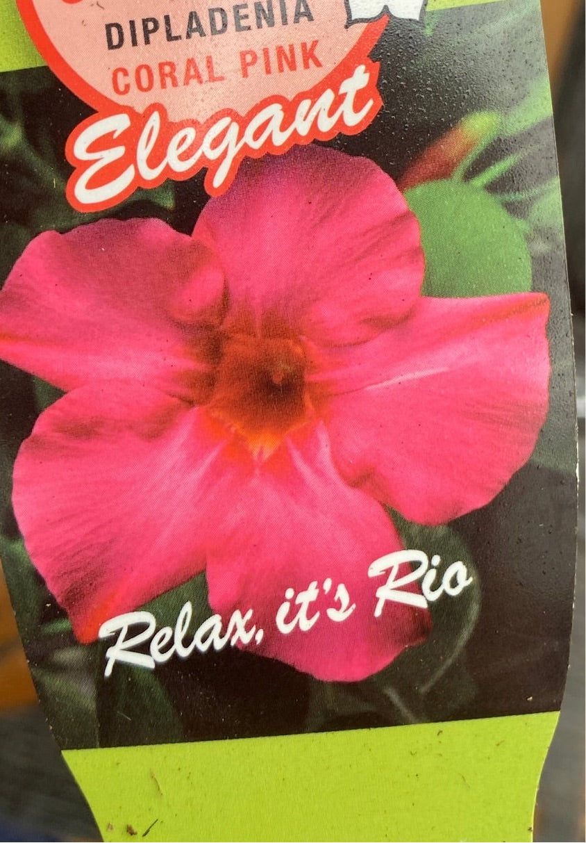 Mandevilla Coral Pink - Dipladenia (flori parfumate)
