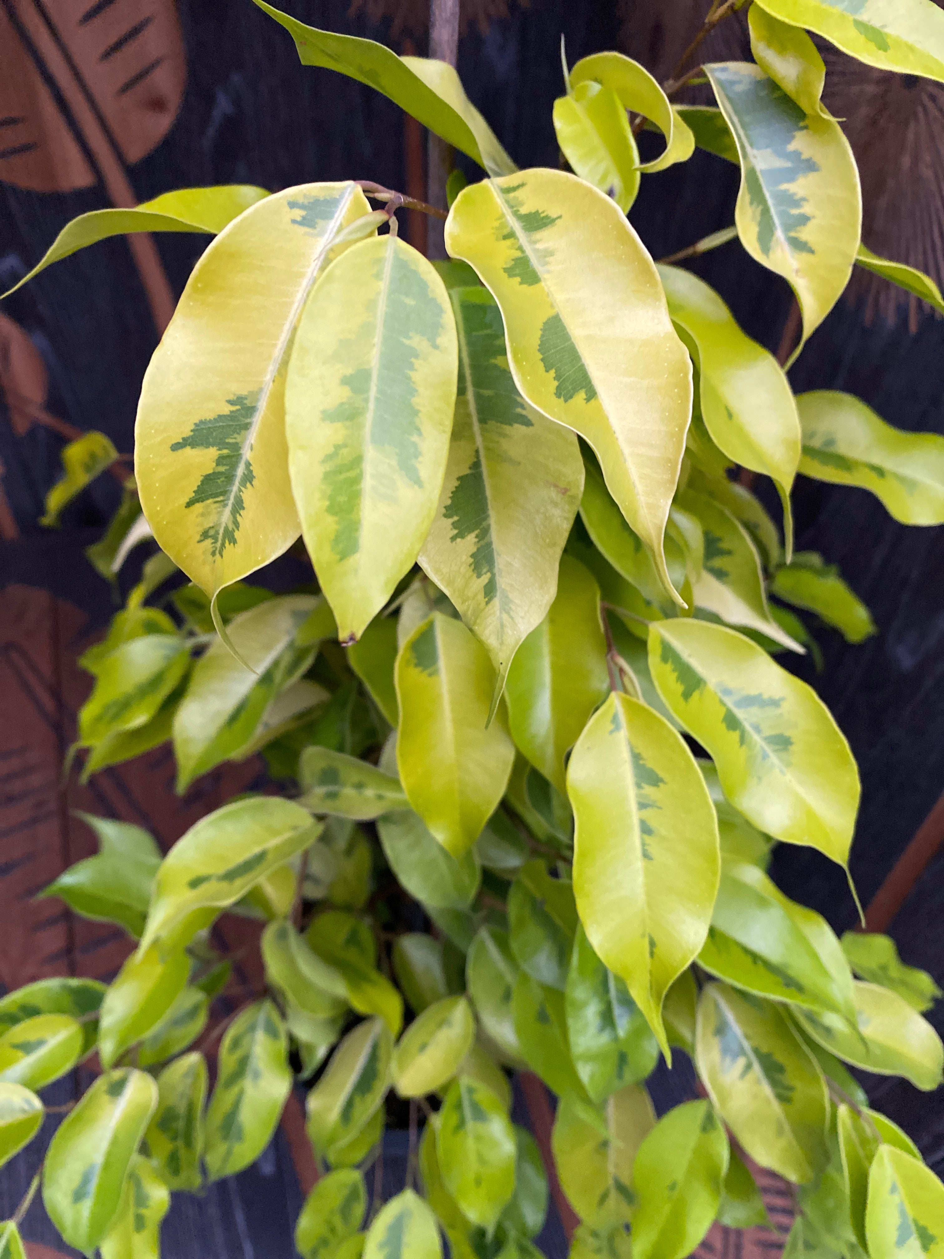 Ficus benjamina 'Golden Monique' - 2 plante/ghiveci – Secret Garden ...