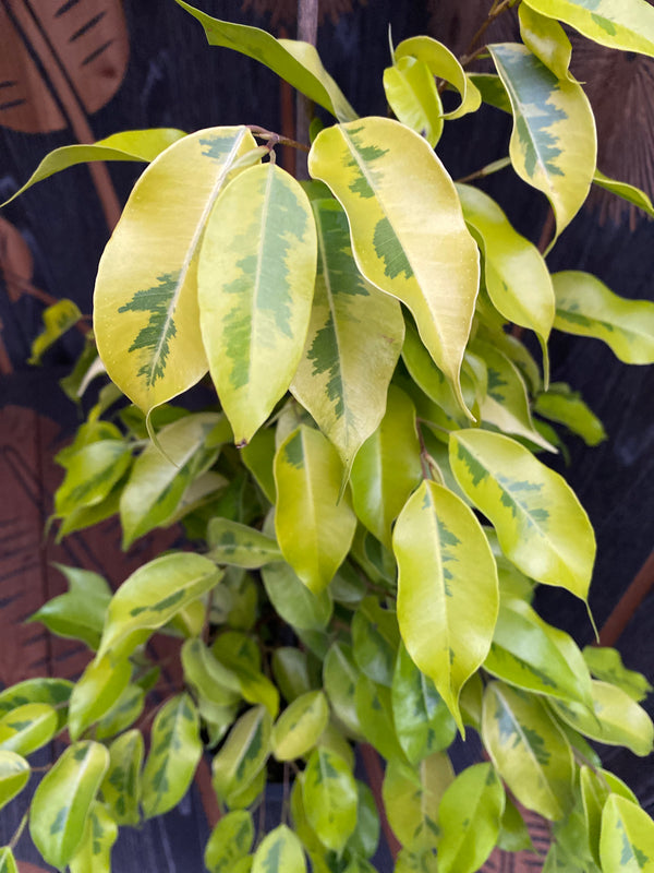 Ficus benjamina 'Golden Monique' - 2 plants/pot