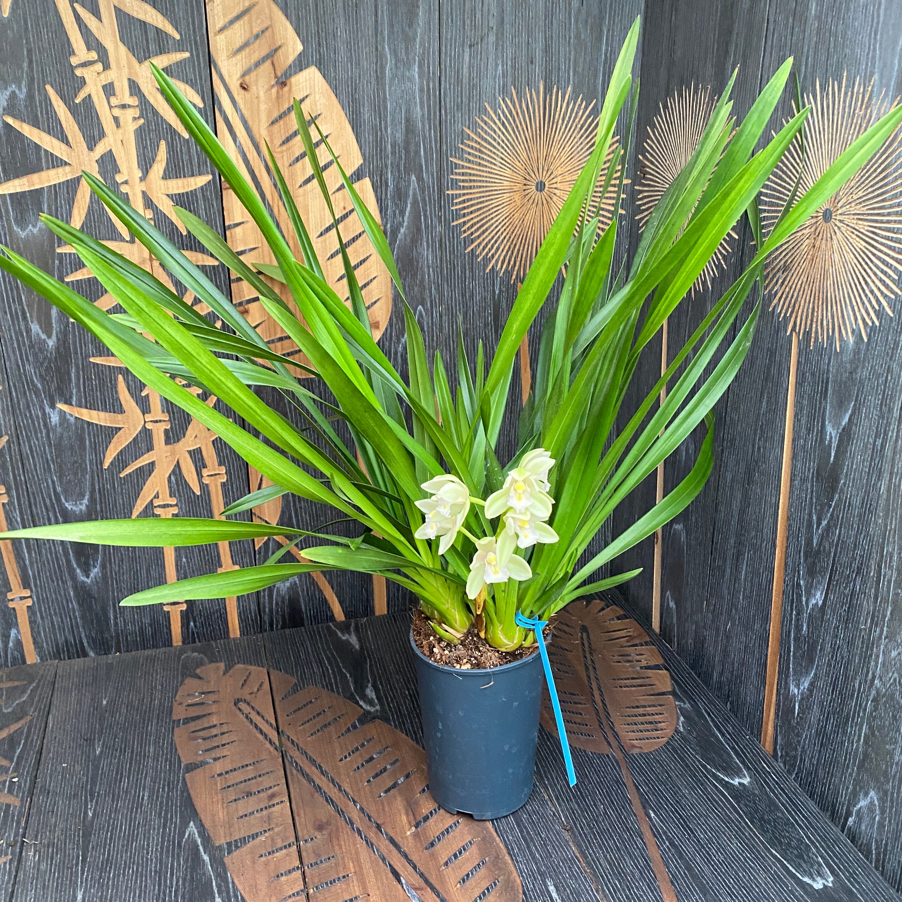 Cymbidium Usko (függő)