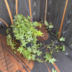 Murgröna - Hedera helix ‘Yellow Ripple' D19