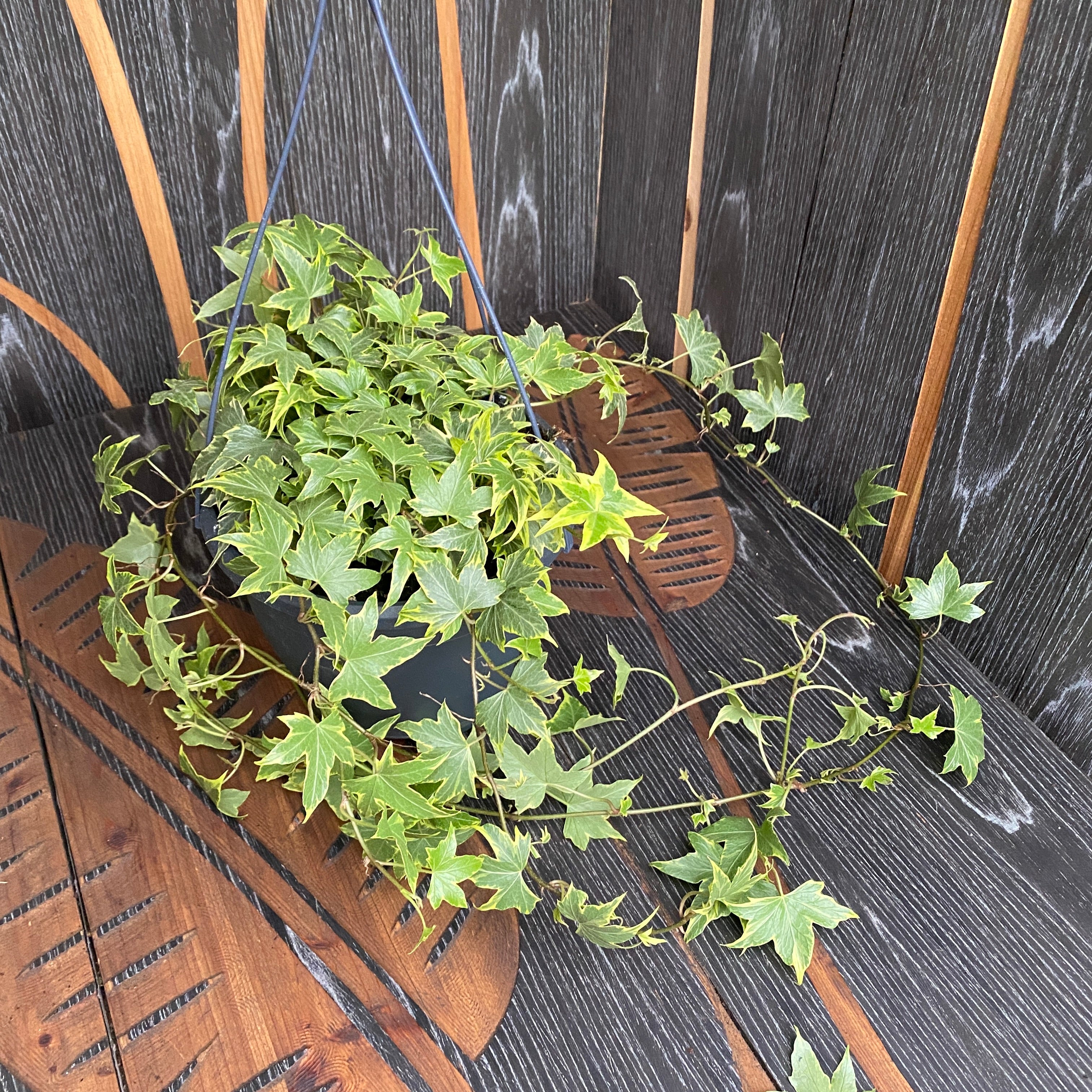 Iedera - Hedera helix ‘Yellow Ripple' D19