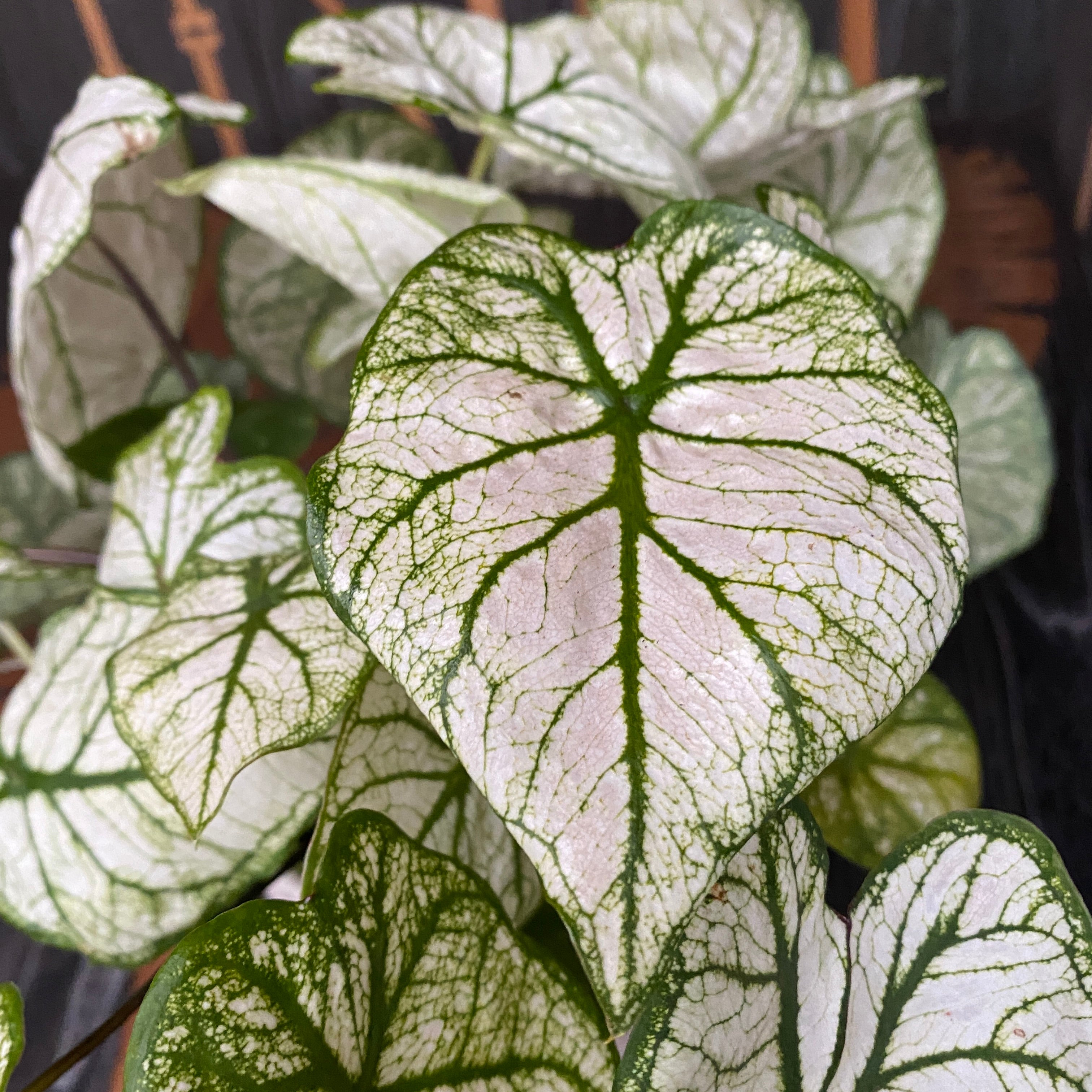 Caladium White Frost