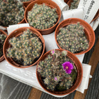 Trichodiadema densum