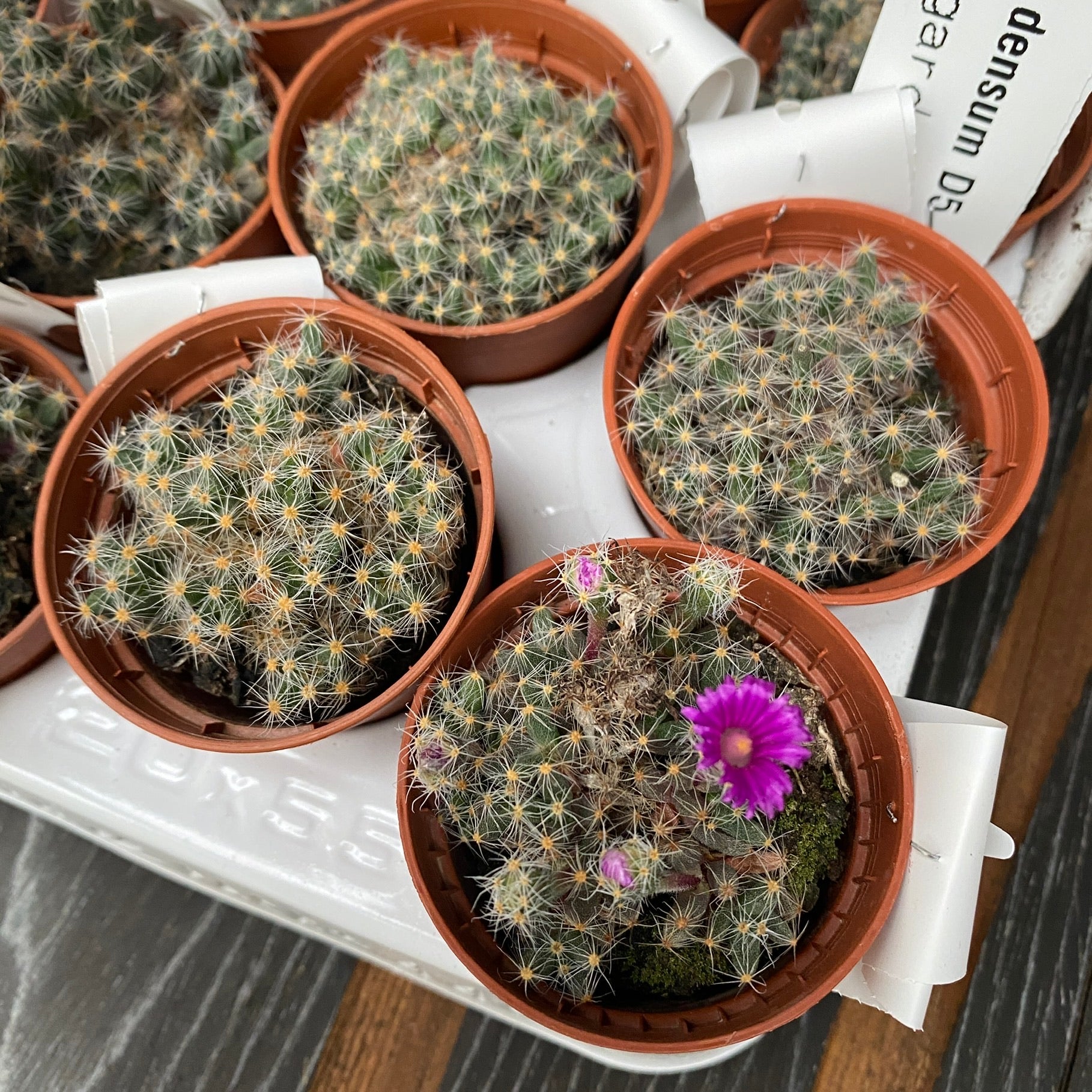 Trichodiadema densum