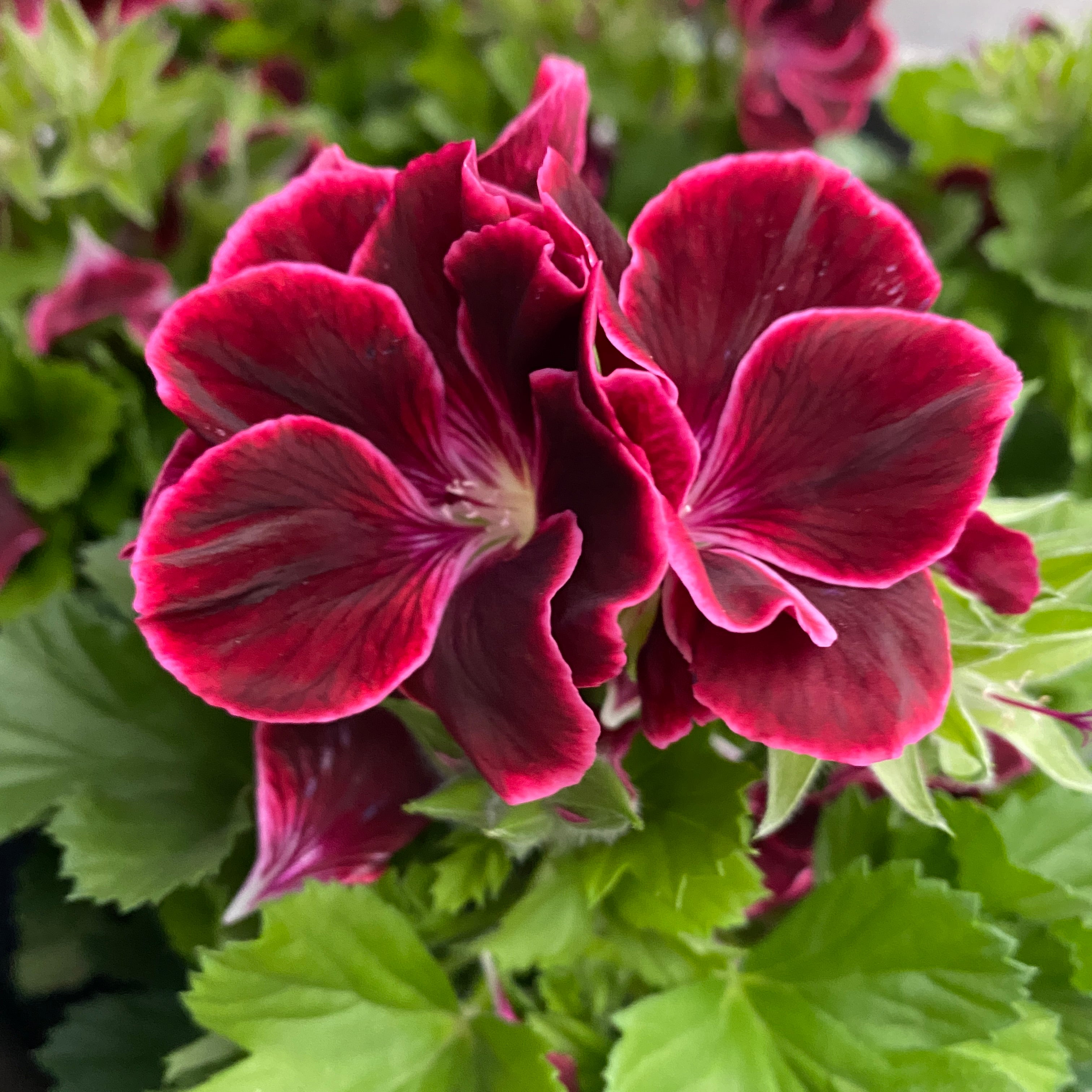 Pelargonium Grandiflorum Don Leo - muscate englezesti