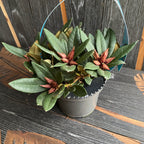 Rhododendron Winsome - rosa Gartenazalee