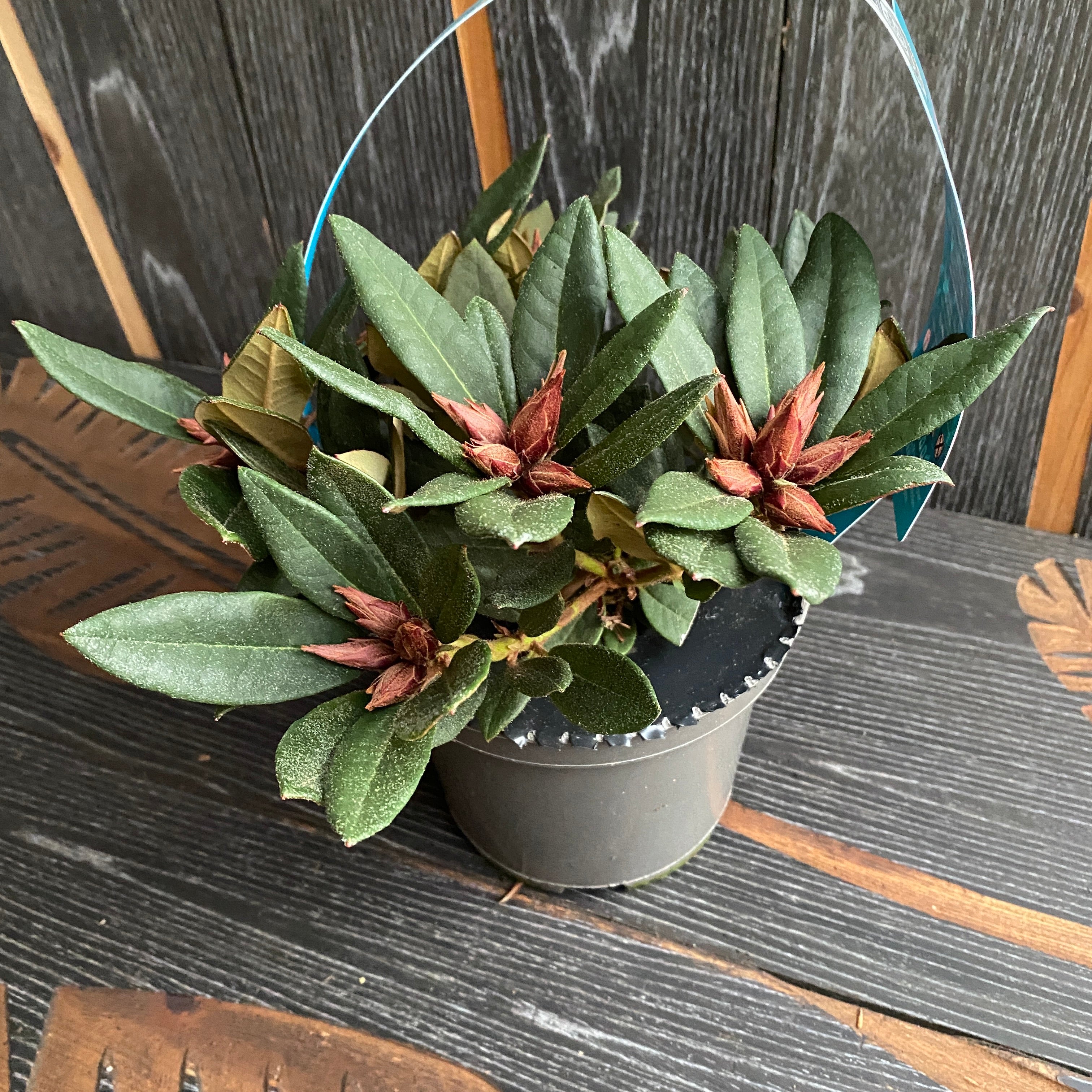 Rhododendron Winsome - růžová zahradní azalka