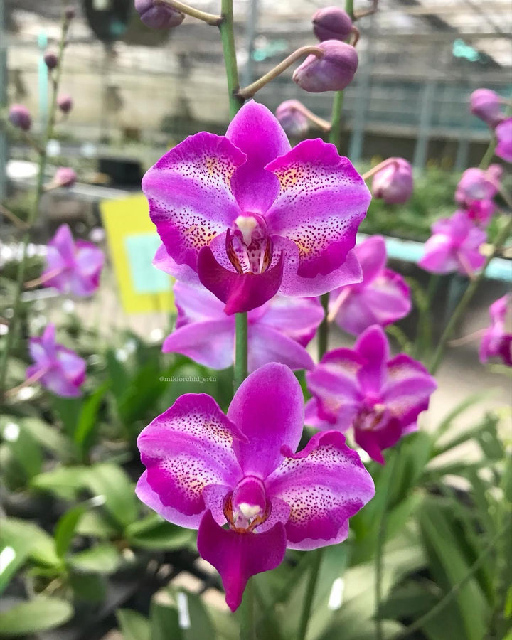 Phalaenopsis Purple Gem 'Miki Leopard'