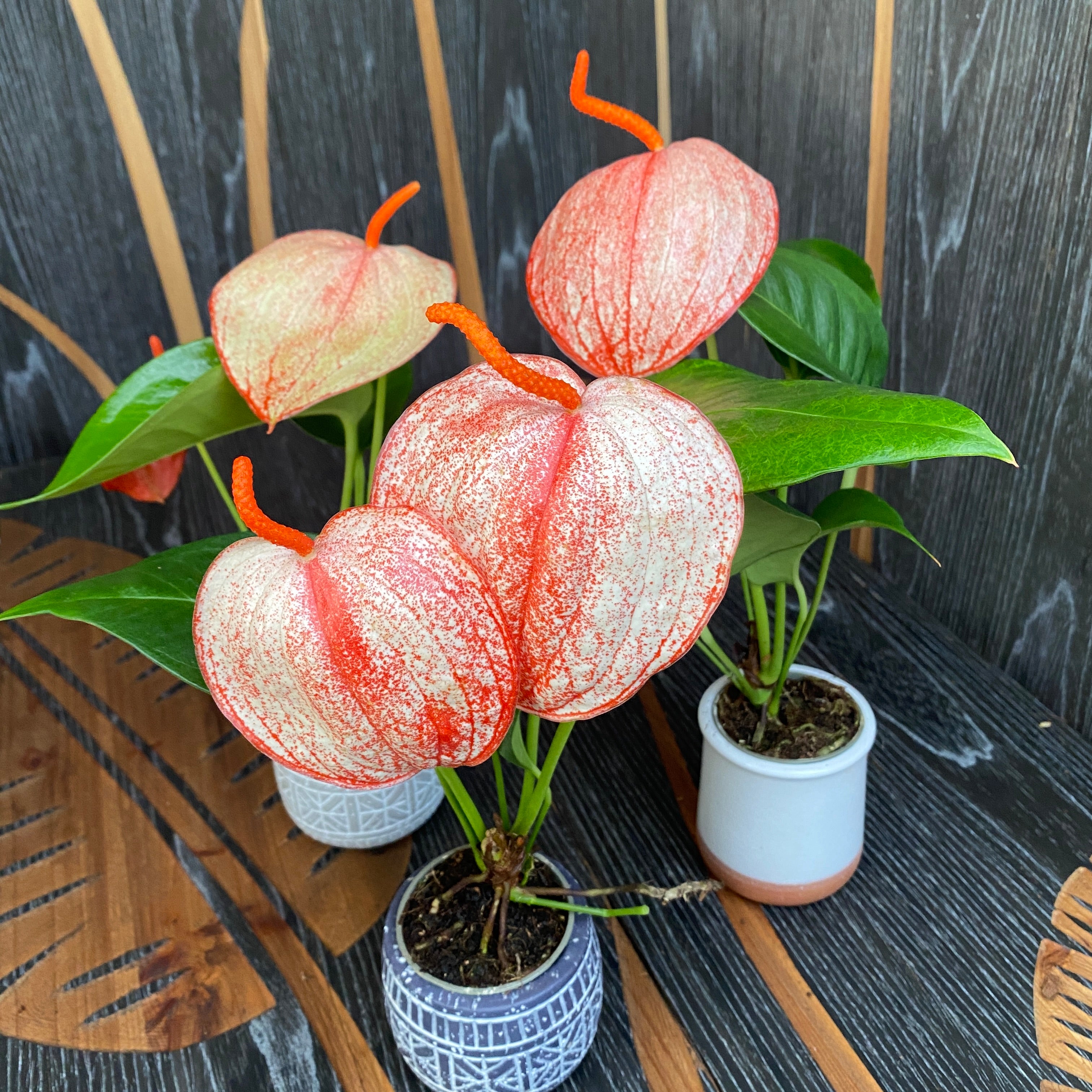Anthurium Scherzerianum Graffiti