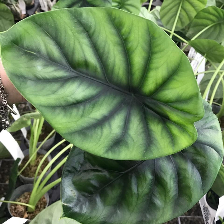 Alocasia clypeolata (Alocasia Green Shield)