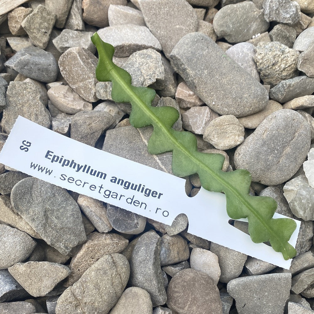 Cutting (butas) Epiphyllum anguliger - Zig Zag Cactus