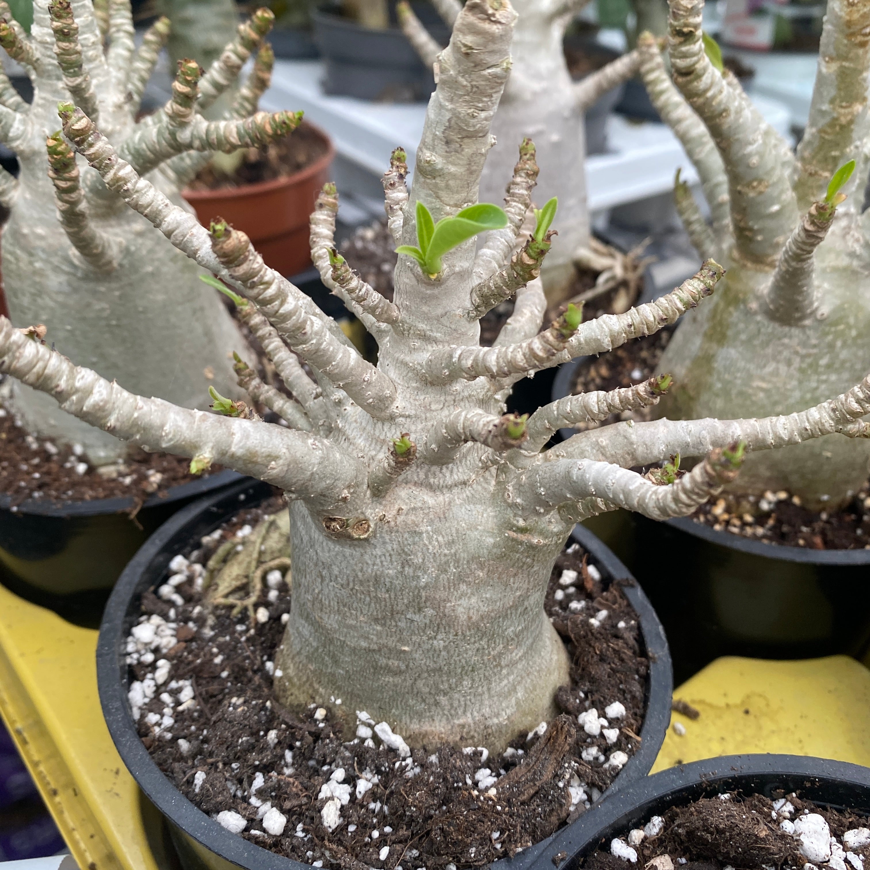 Adenium arabicum 'Baobab' D12