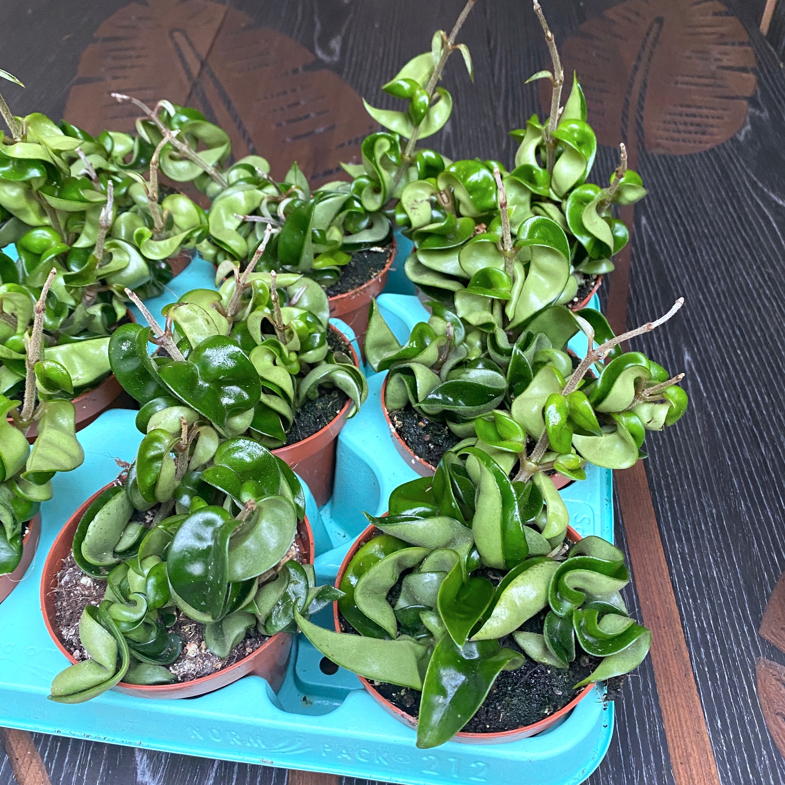 Hoya compacta (Hindu Rope) - 2-3 plante/ghiveci