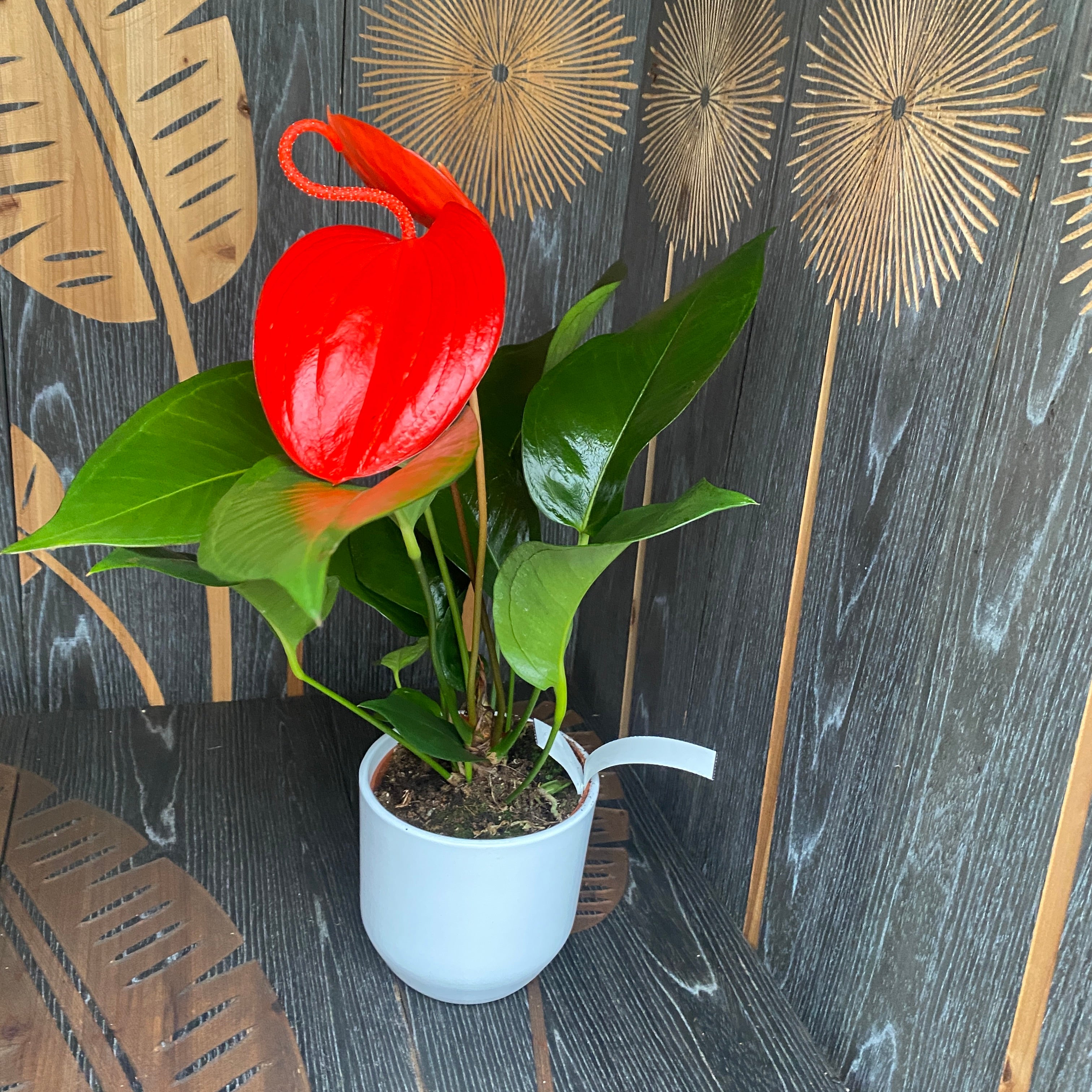 anthurium scherzerianum lindsey Anthurium Scherzerianum Lindsey D14 – Secret Garden Plant Shop