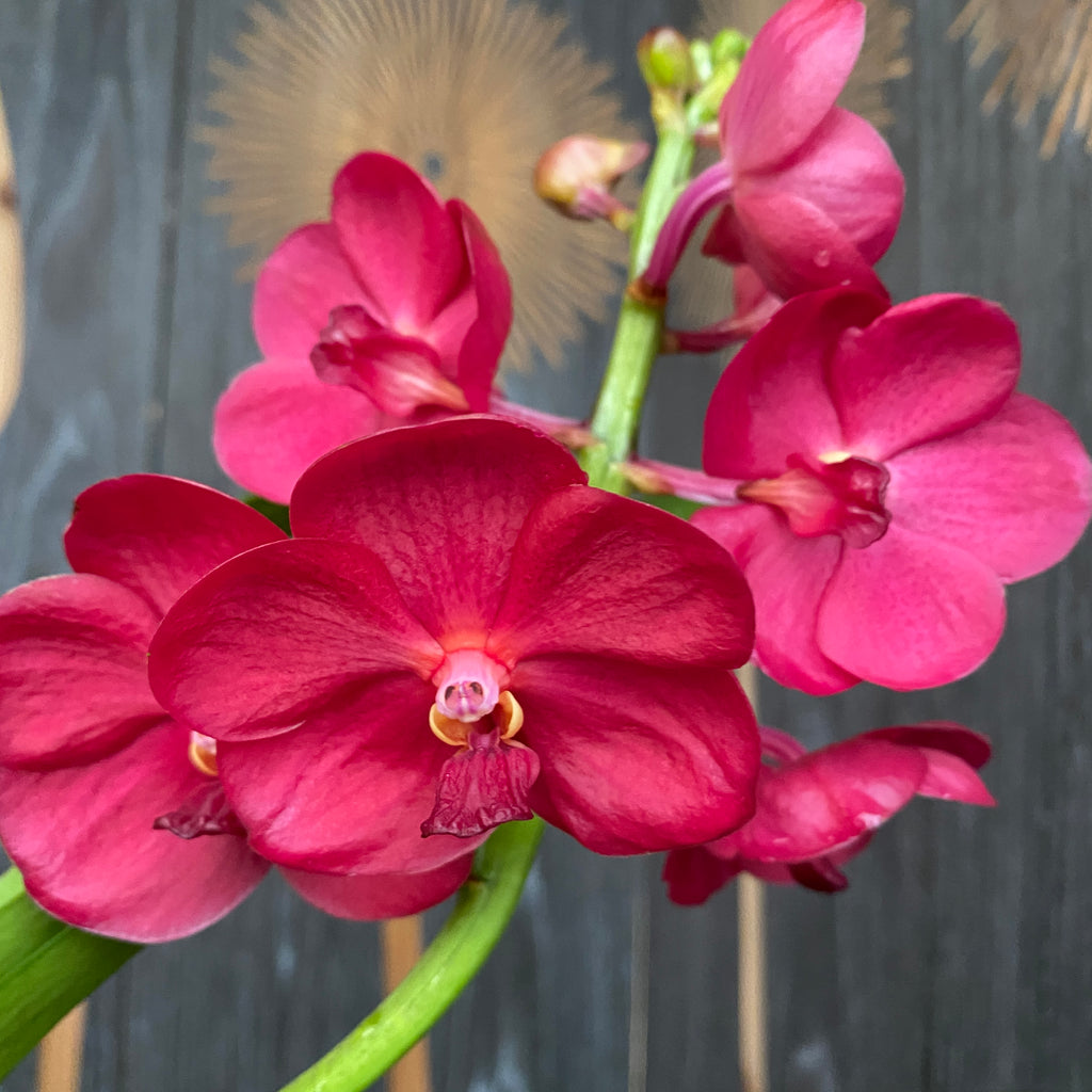 Vanda Udomchai Beauty (ANSU)