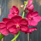 Vanda Udomchai Beauty (ANSU)