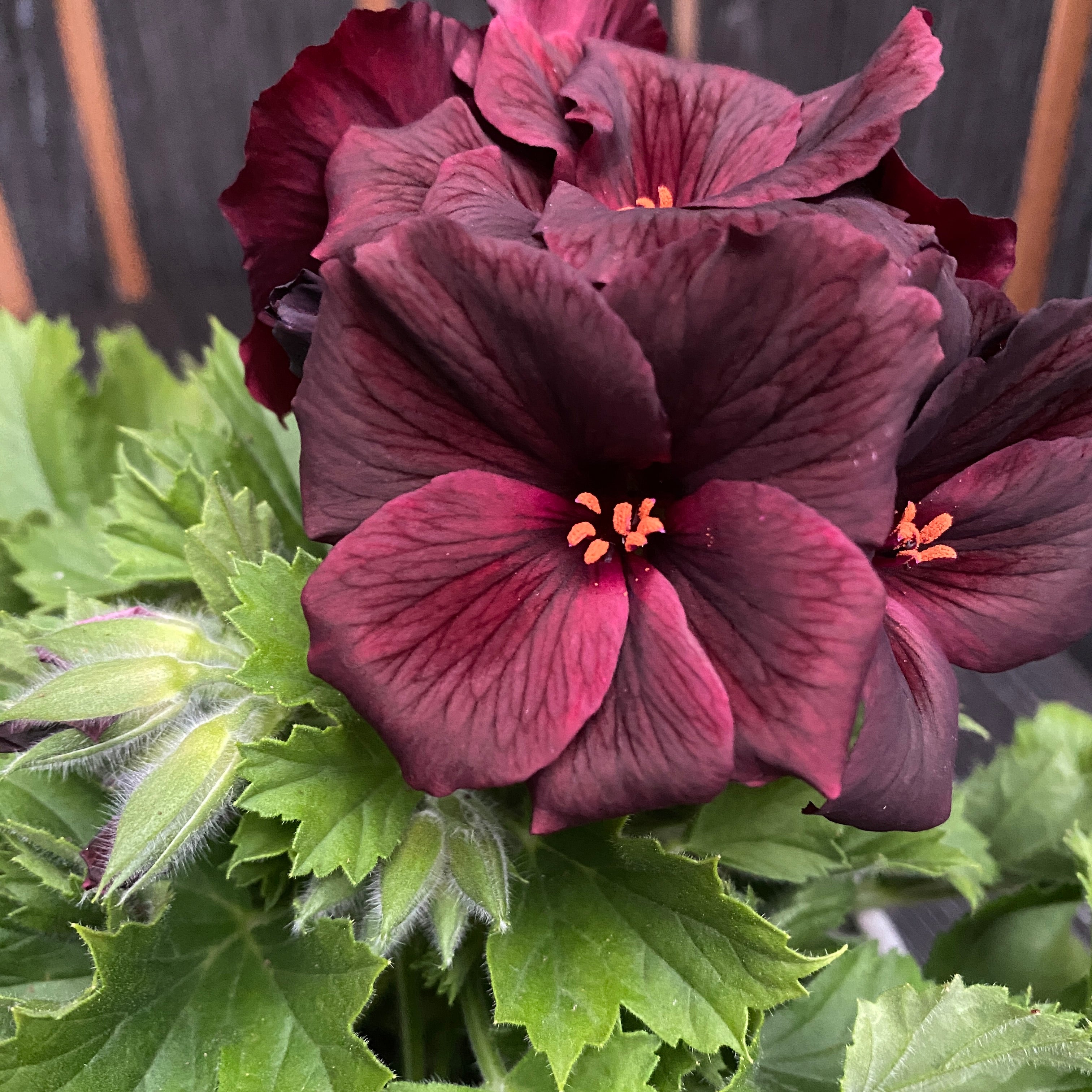 Pelargonium grandiflorum 'Schoko' (muscate englezesti)