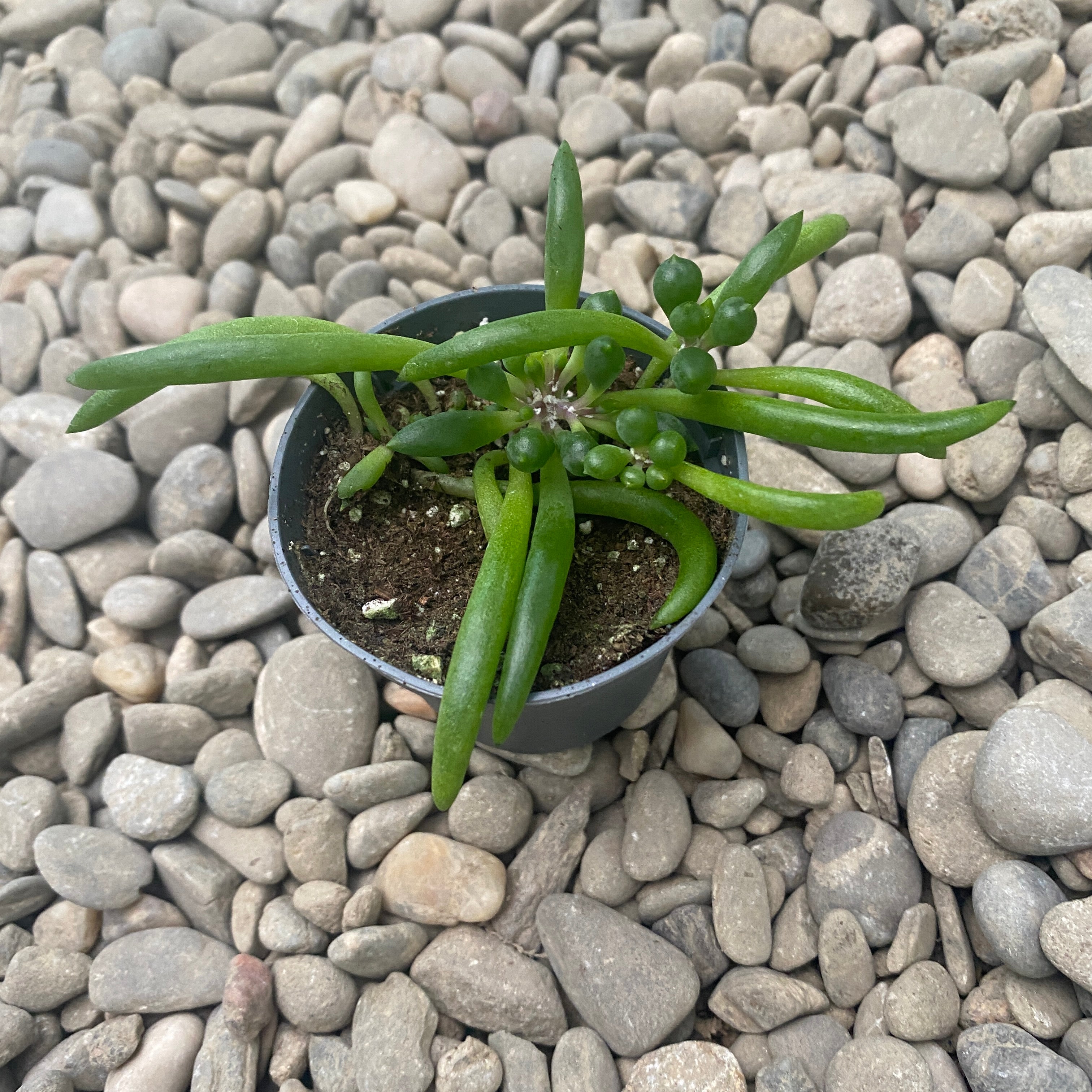 Senecio herreianus 'Purple Flush'