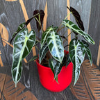 Alocasia 'Bambino Arrow' (2 Pflanzen/Topf)