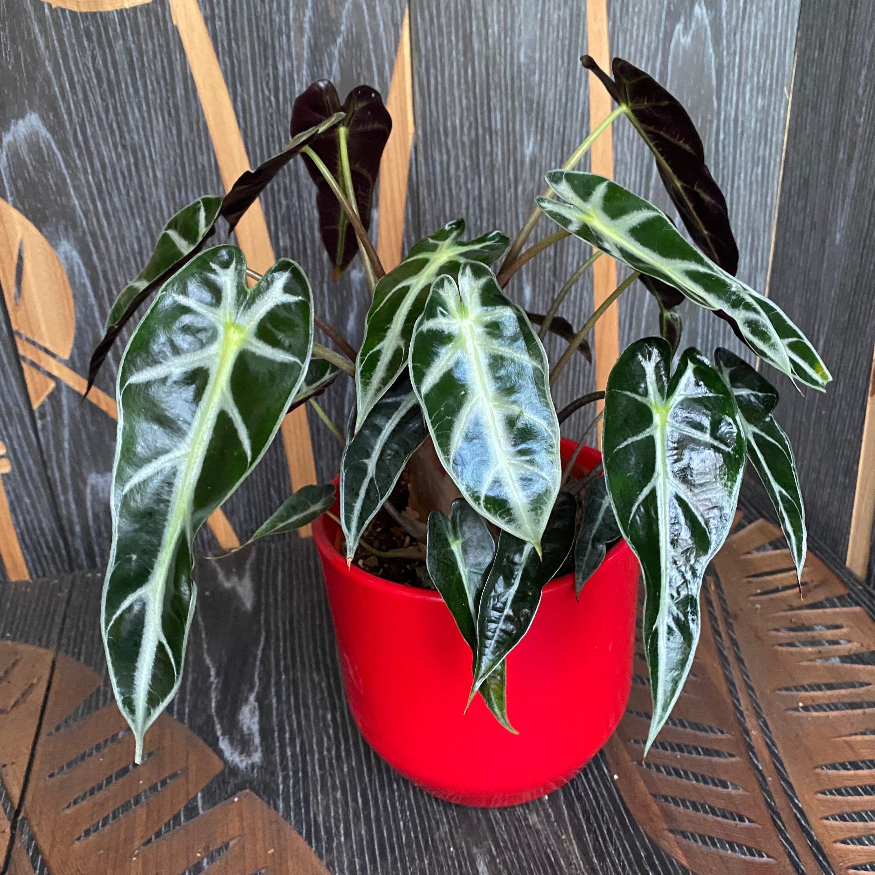 Alocasia 'Bambino Arrow' (2 plante/ghiveci)