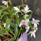 Dendrobium kingianum var. semi-alba (Dendrobium roi) fleurs intensément parfumées