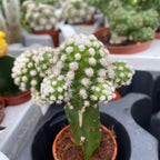 Gymnocalycium mini - Cactusi altoiti colorati