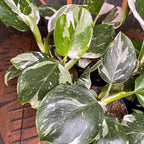 Philodendron White Wizard D12