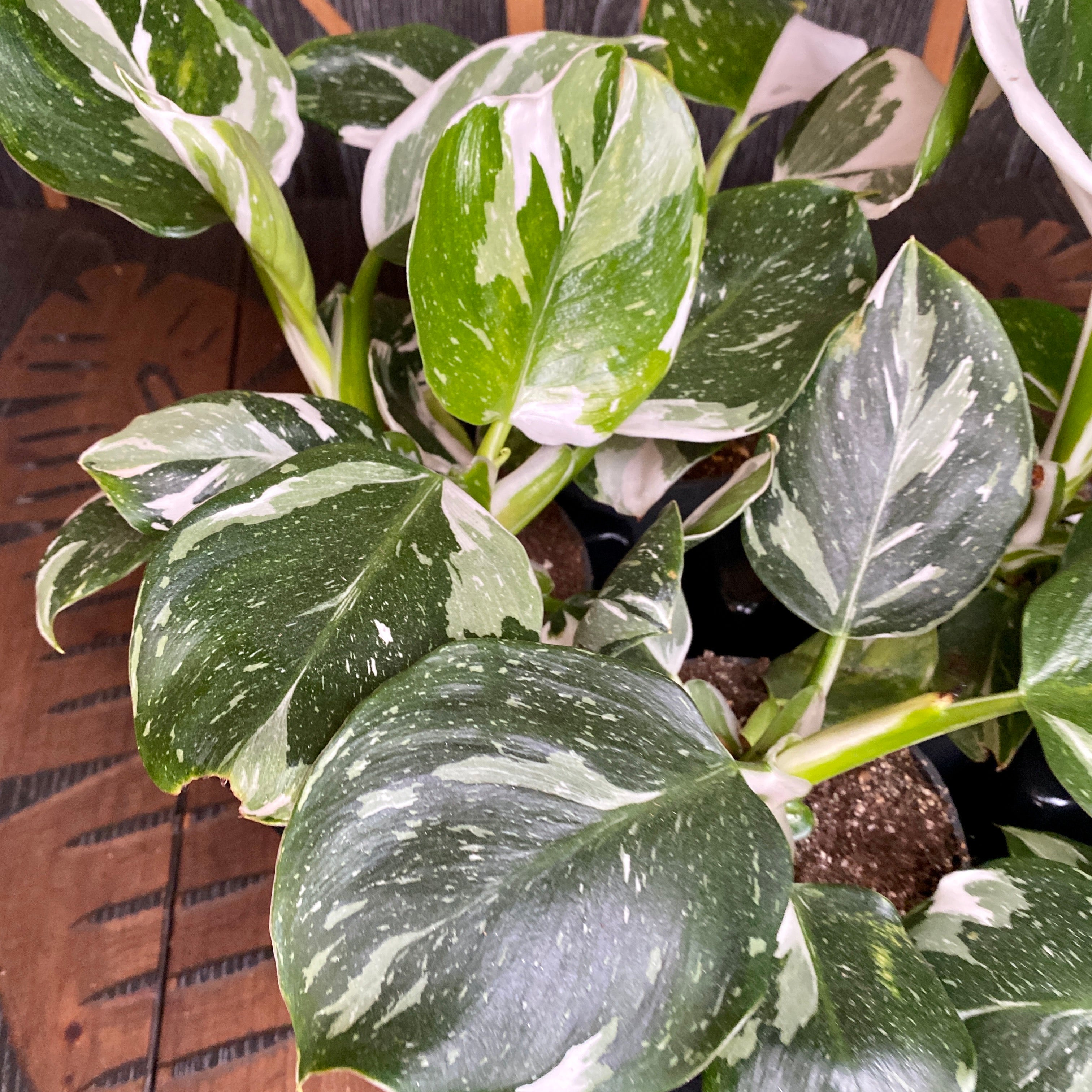 Philodendron White Wizard D12