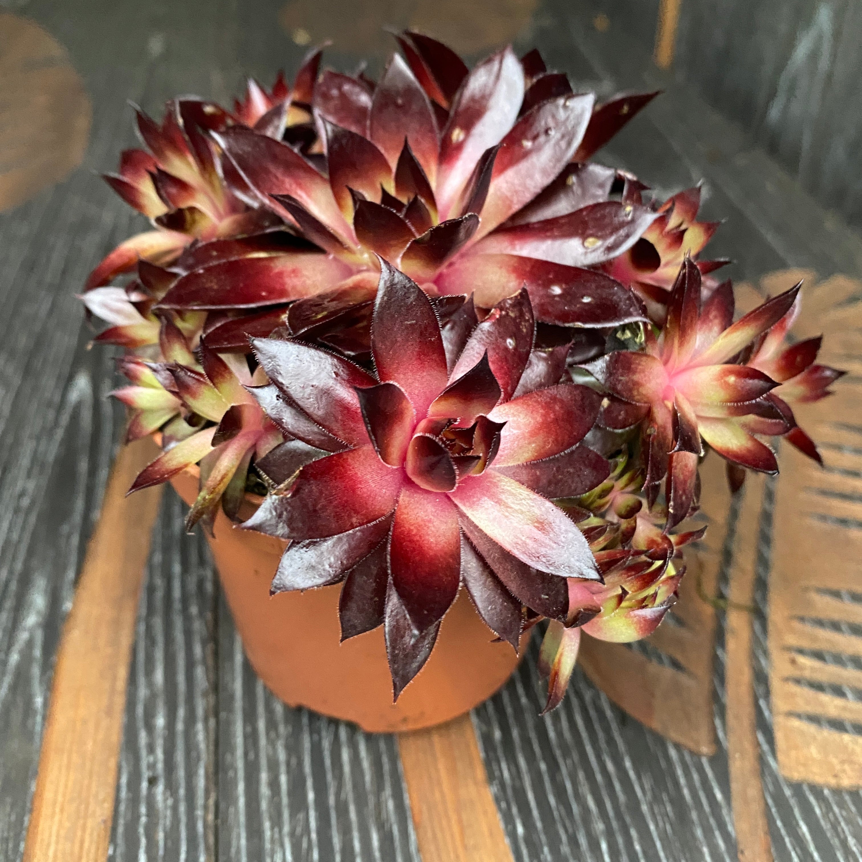 Sempervivum 'Riga Dark' (planta urechelnita)