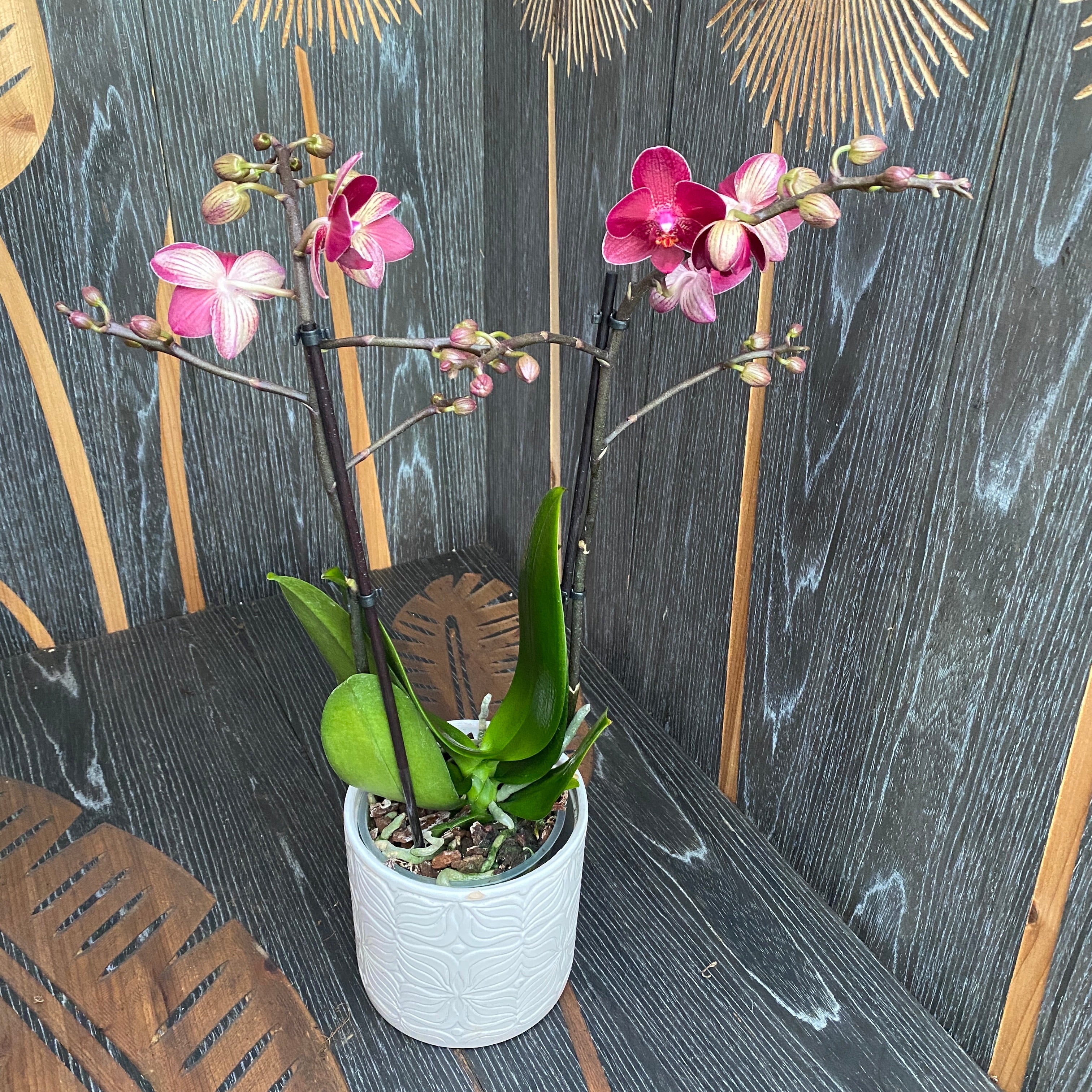 Phalaenopsis Leone Rosso