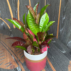 Croton Codiaeum variegatum 'Mrs Iceton' (4 rastline/črepniki)