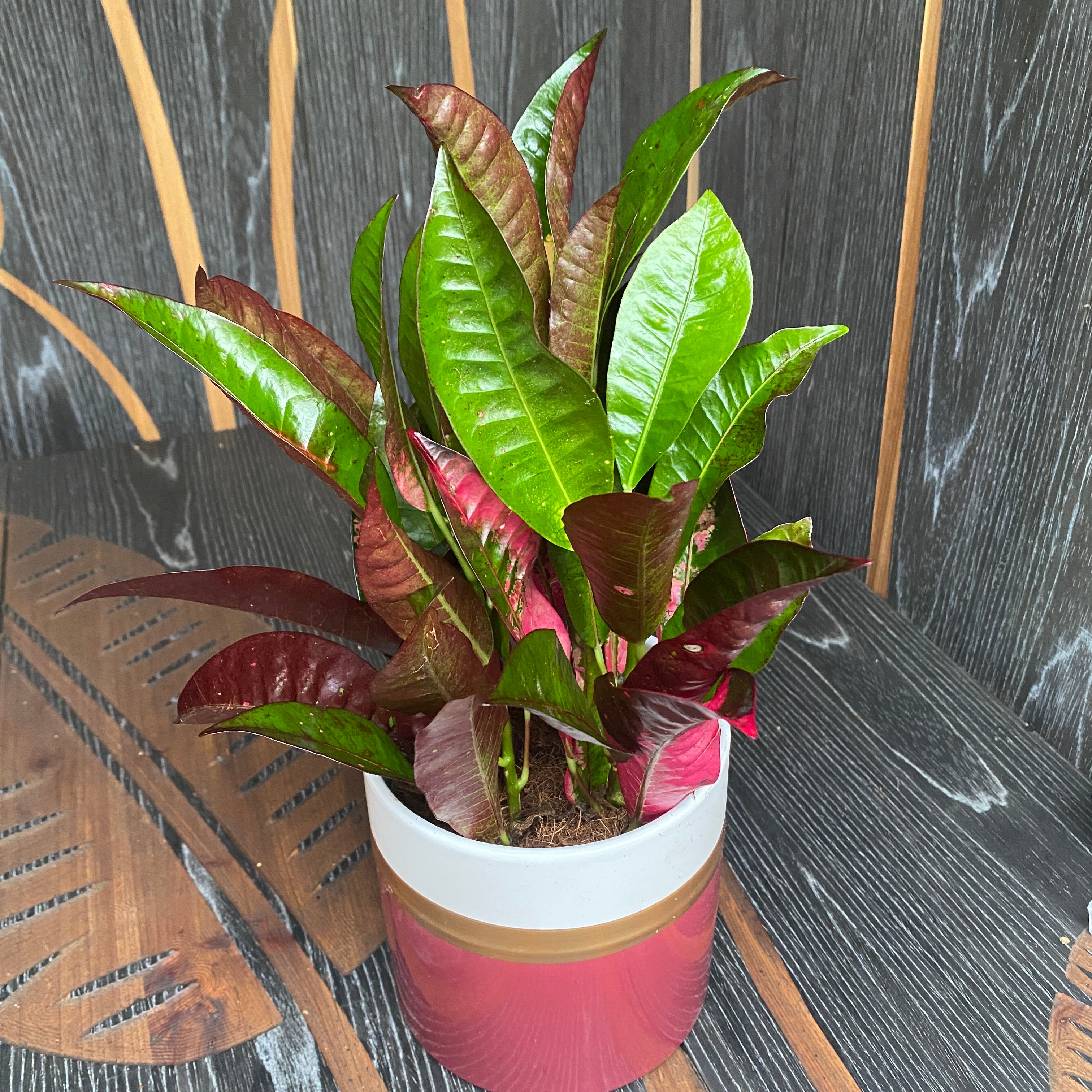 Croton Codiaeum variegatum 'Mrs Iceton' (4 plante/ghiveci)
