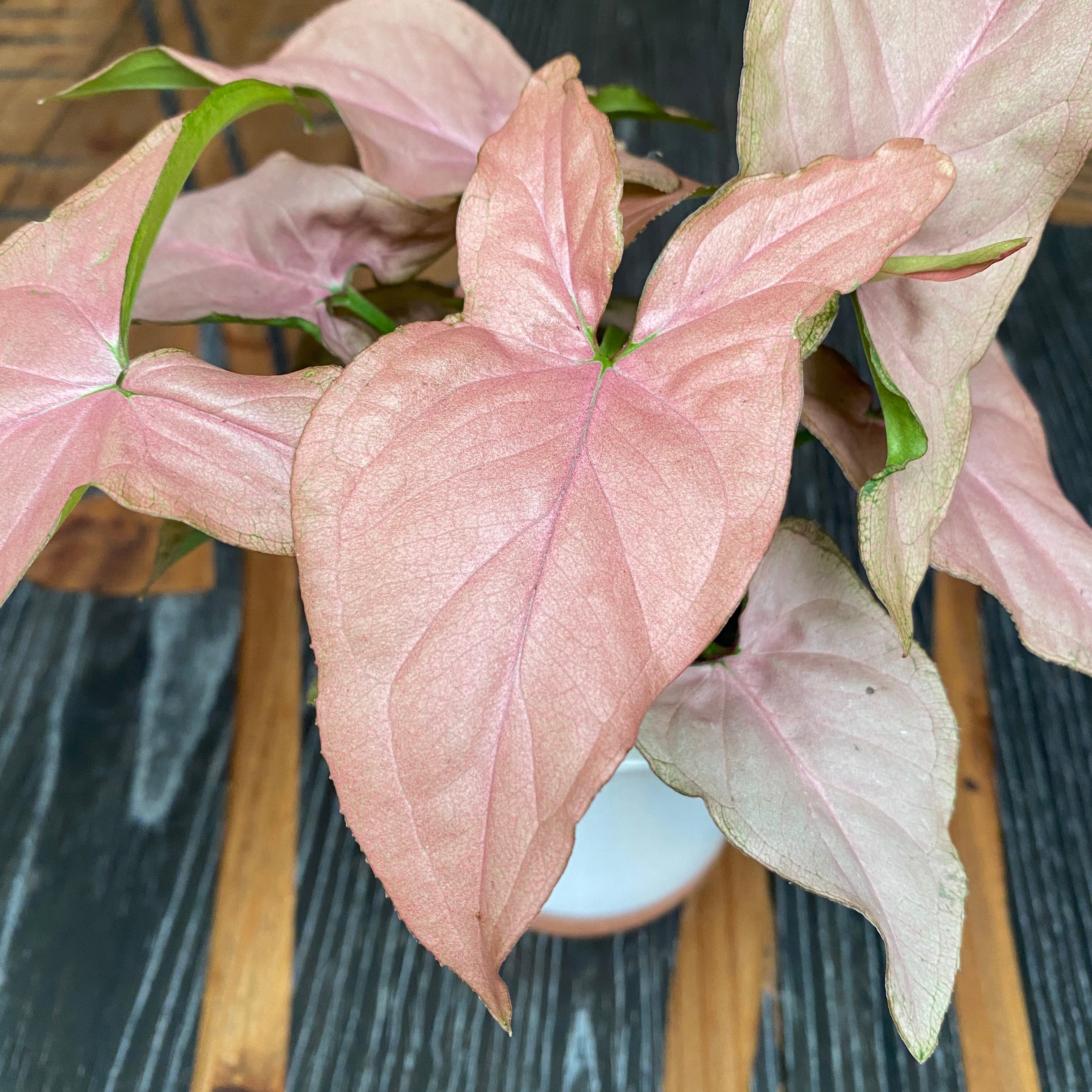 Syngonium Pink Allusion (babyplant)