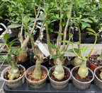 Adenium Obesum mix Taiwan (no Id)