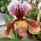 Paphiopedilum - hibrid american MIX (floare XL) 2 plante/ghiveci