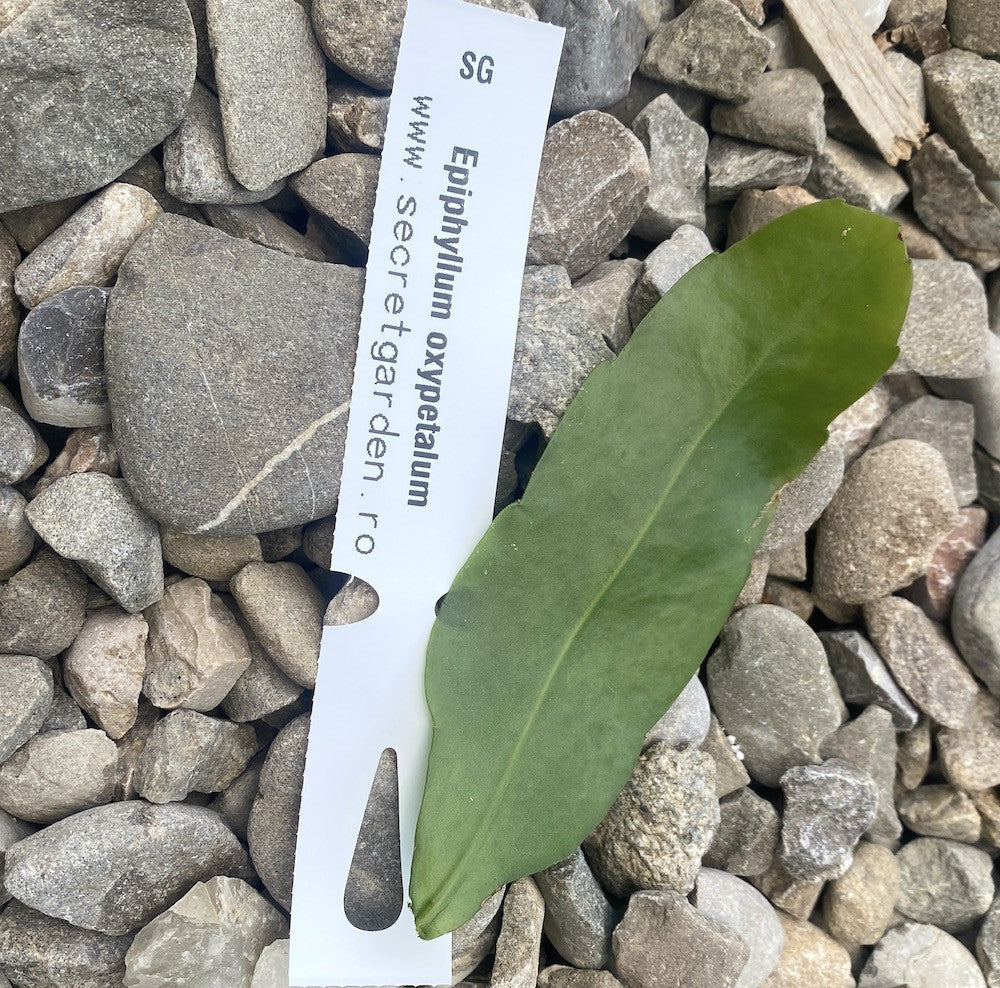 Cutting (butas) Epiphyllum oxypetalum