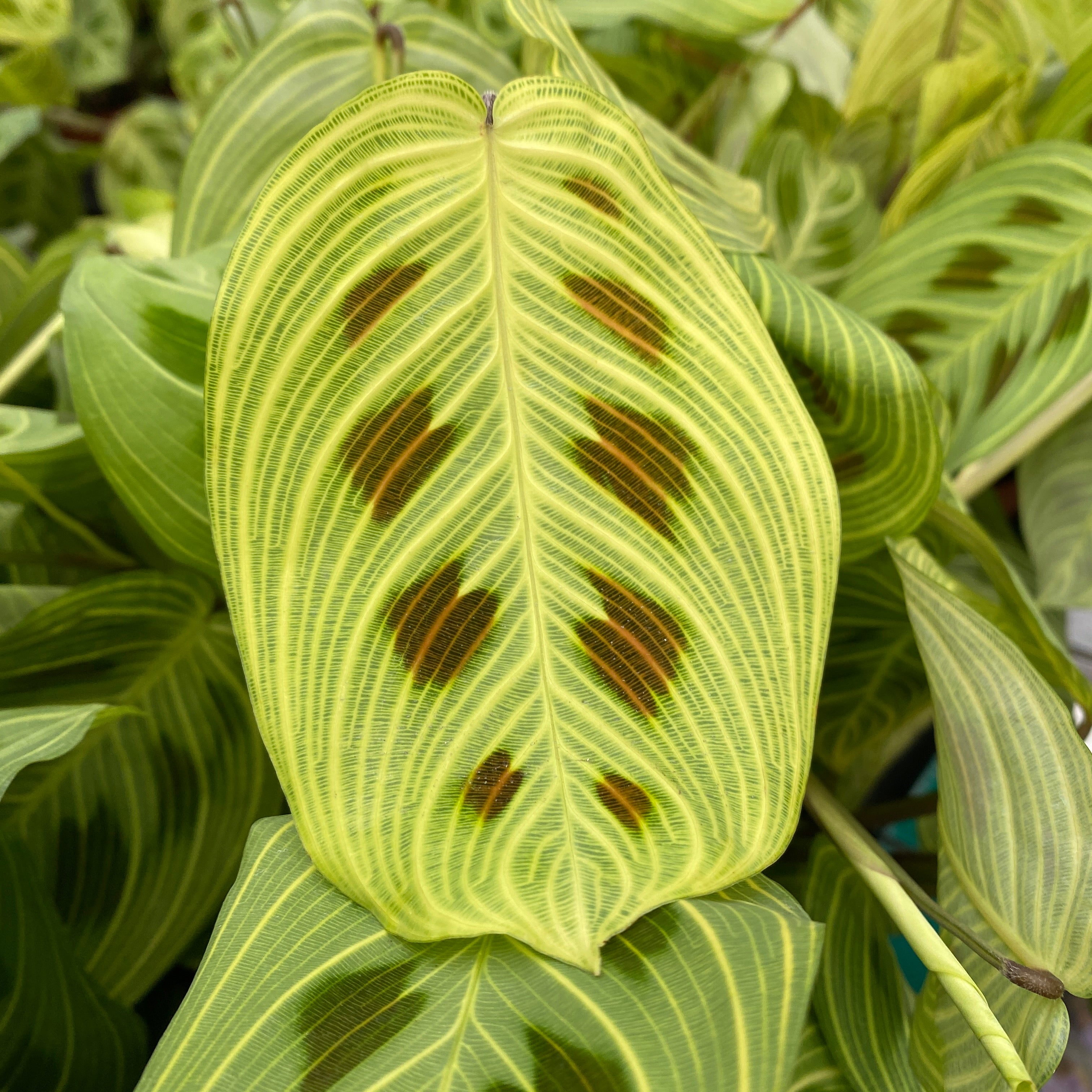 Maranta Leuconeura ‘Fantasy’ 2 plante/ghiveci