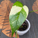 Epipremnum Pinnatum bunt D9