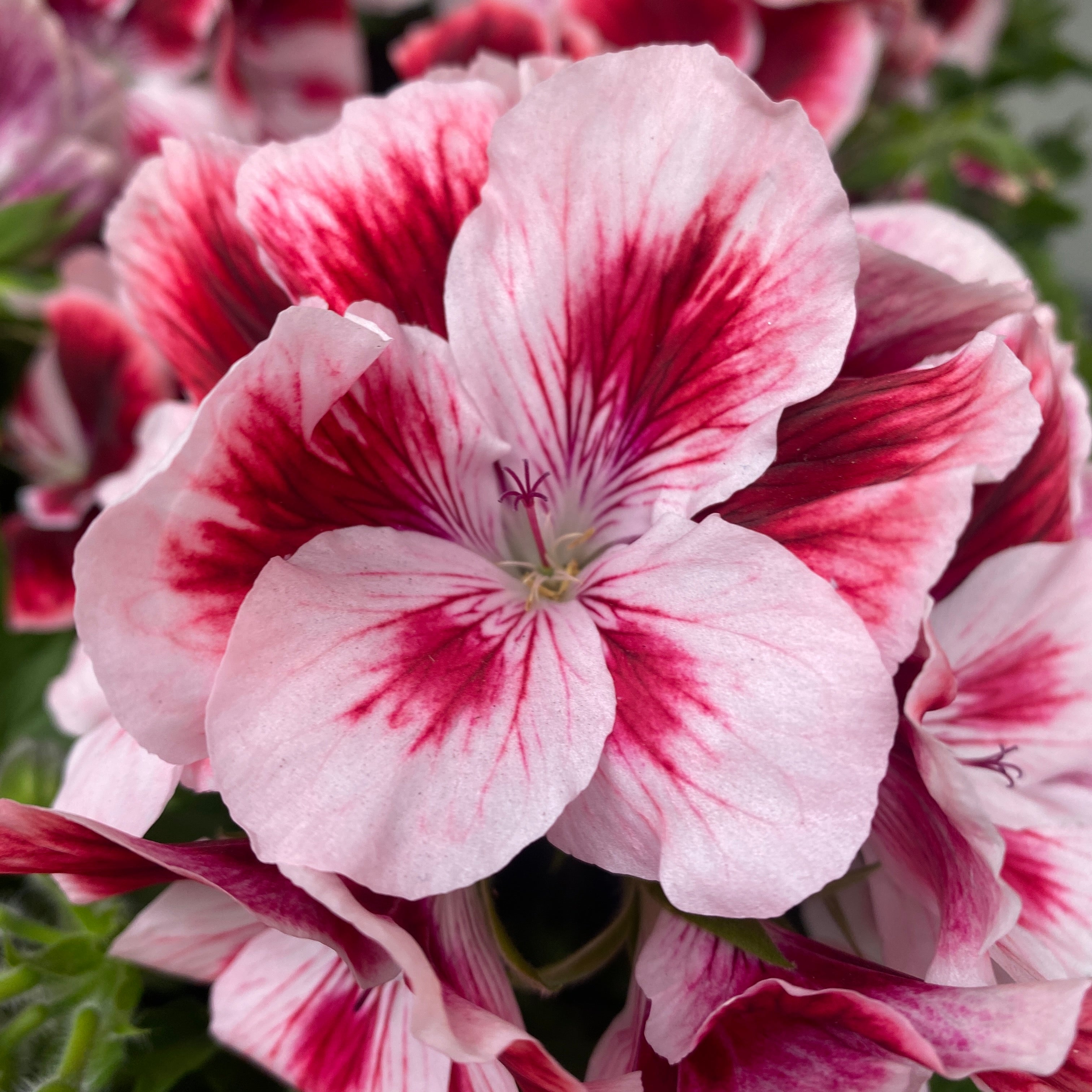 Pelargonium grandiflorum 'Tony' (muscate englezesti)