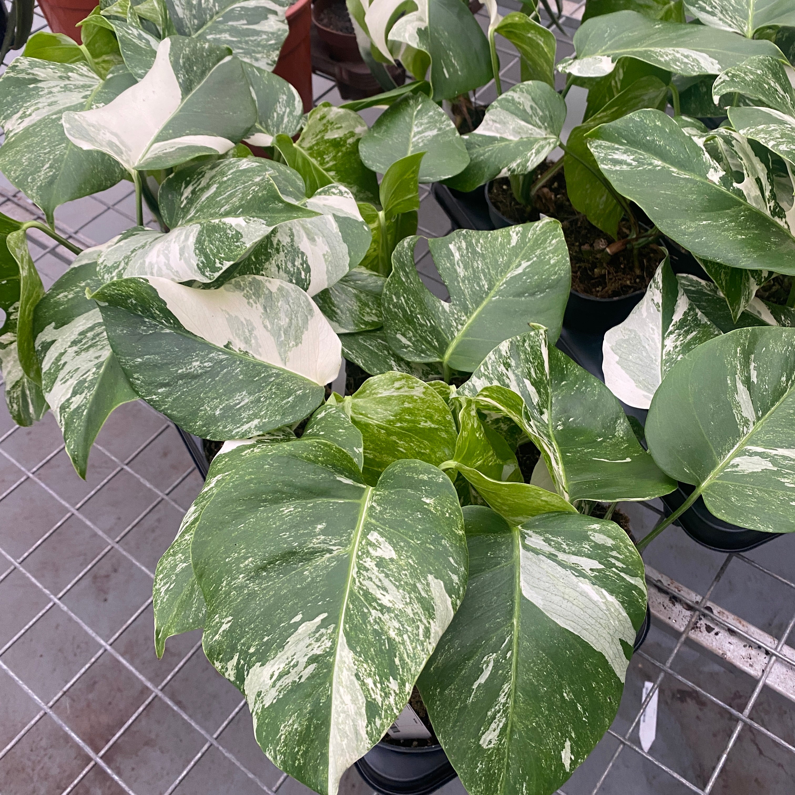 Monstera deliciosa 'Variegata' D12