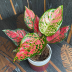 Aglaonema Spotted Star