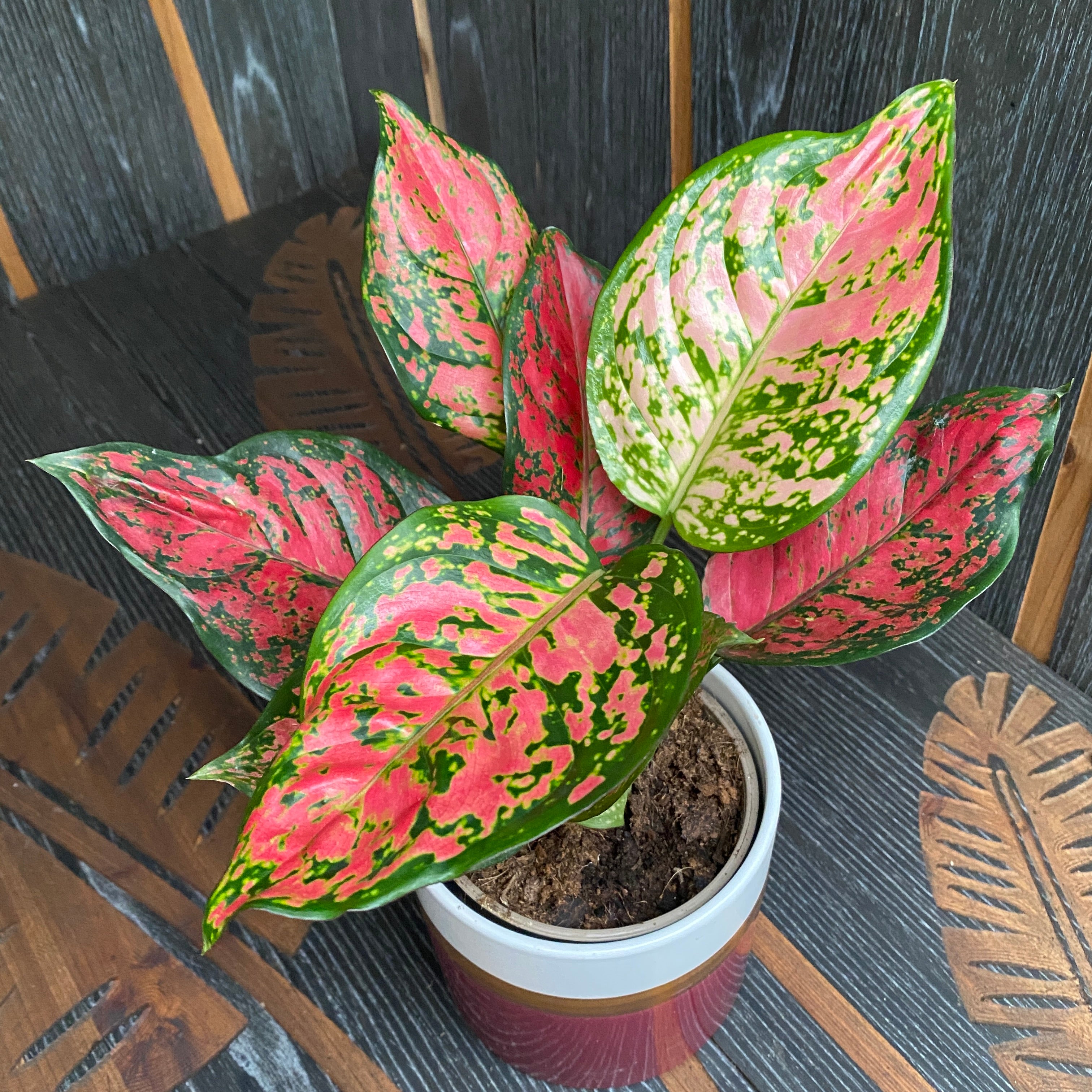 Aglaonema Spotted Star