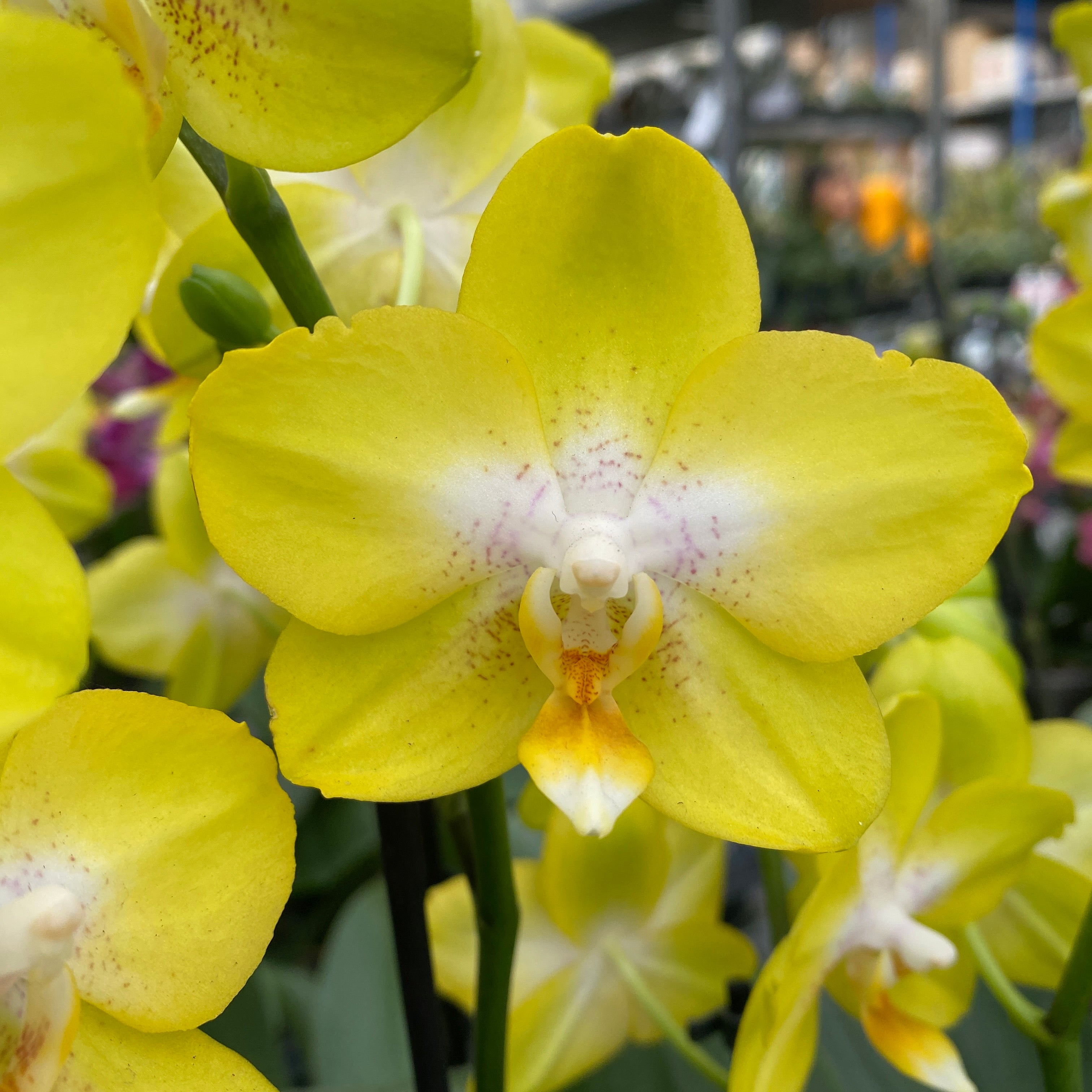 Phalaenopsis Sogo Pride (Yellowcup, Arezzo) fragrant