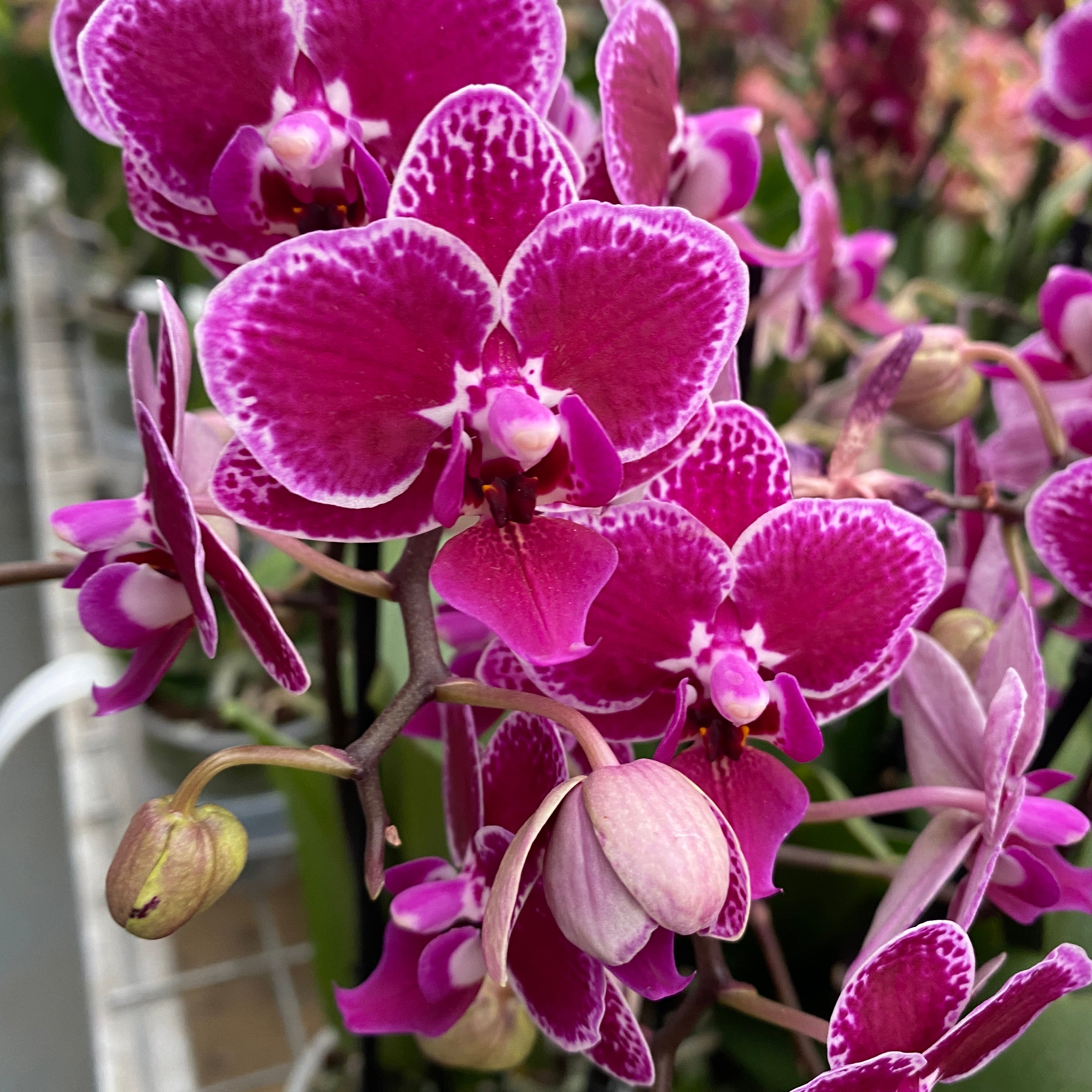 Phalaenopsis Hornglin Vicky (Peru)