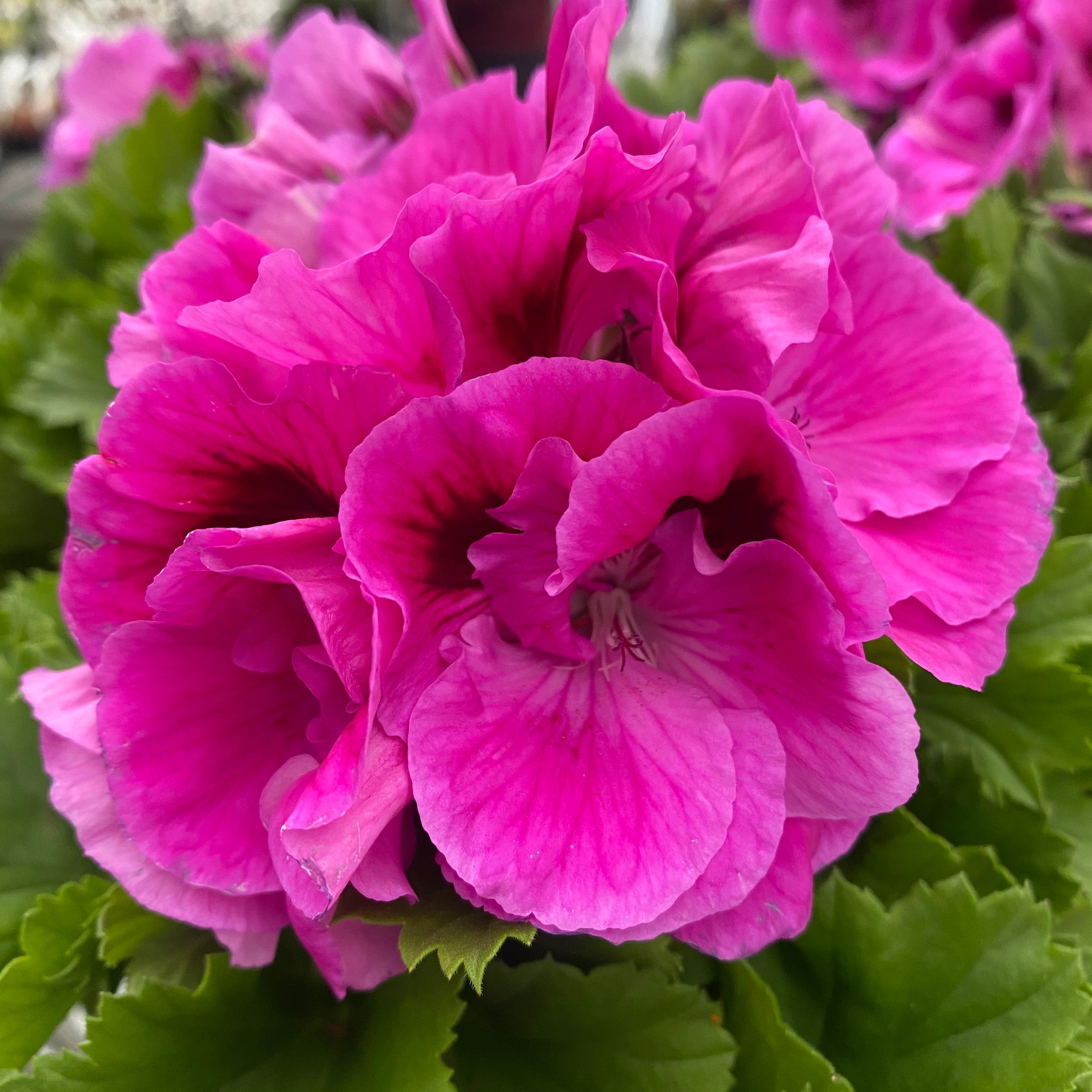 Pelargonium grandiflorum 'Nicolette' (muscate englezesti)