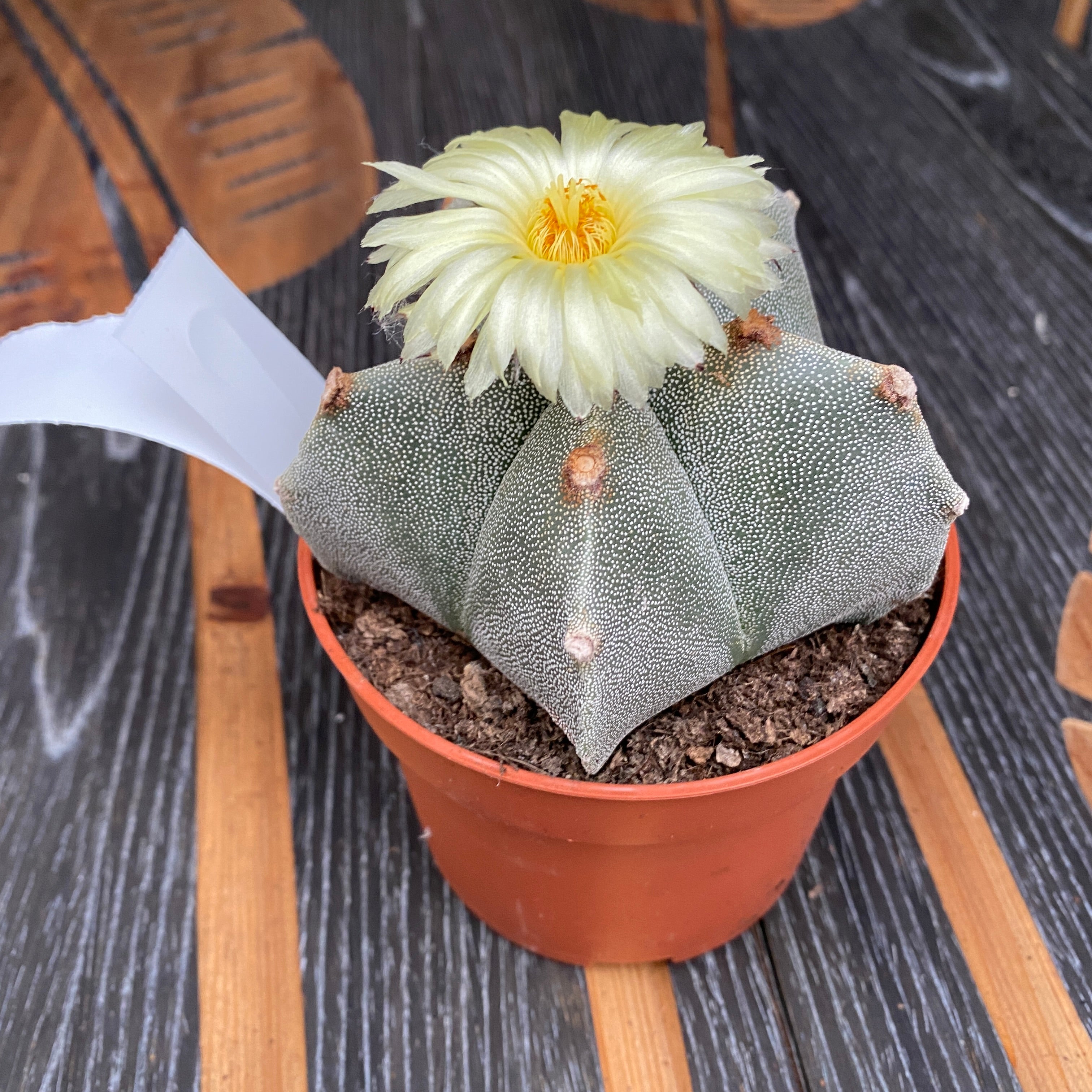 Astrophytum myriostigma